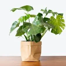 Plantaholics