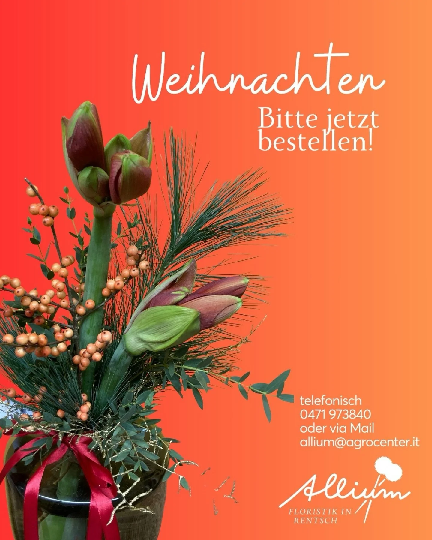 Str&auml;u&szlig;e f&uuml;r Weihnachten bitte jetzt bestellen! Ruft uns an unter 0471 973840 oder schreibt uns allium@agrocenter.it 
&bdquo;Einen Strau&szlig; f&uuml;r die Schwiegermami? Einen f&uuml;r die Tante am Christtag? Und einen f&uuml;r Silve