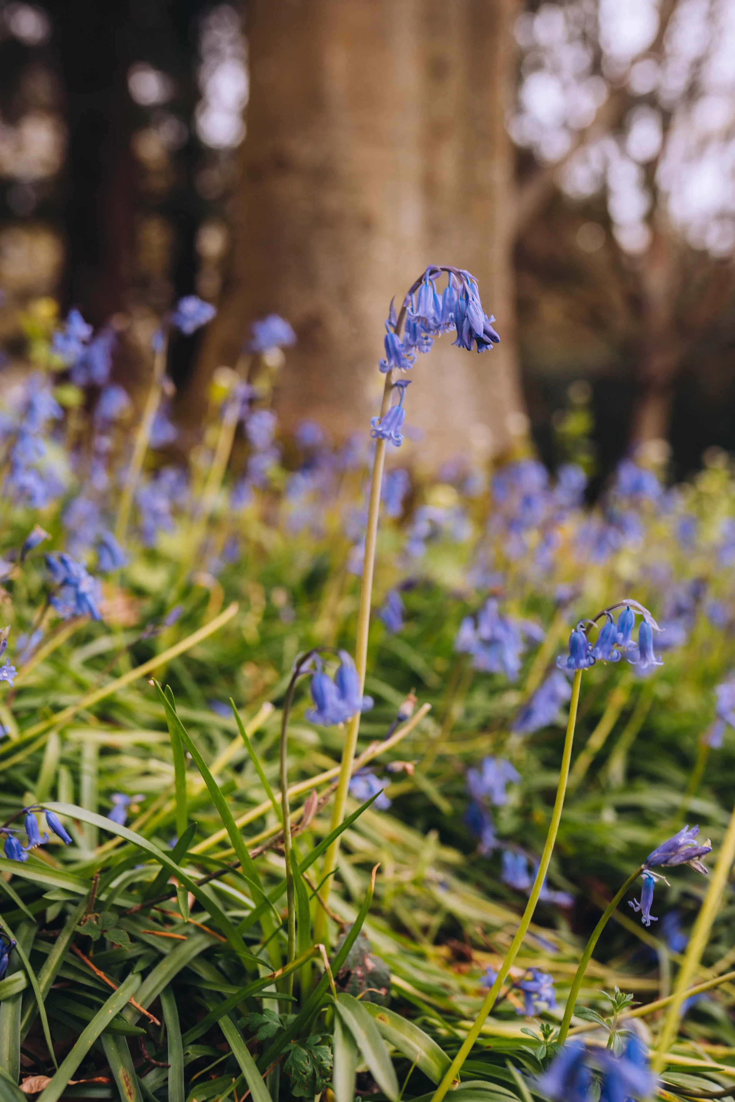 bluebells-woods-bluebellwoods-spring.jpg