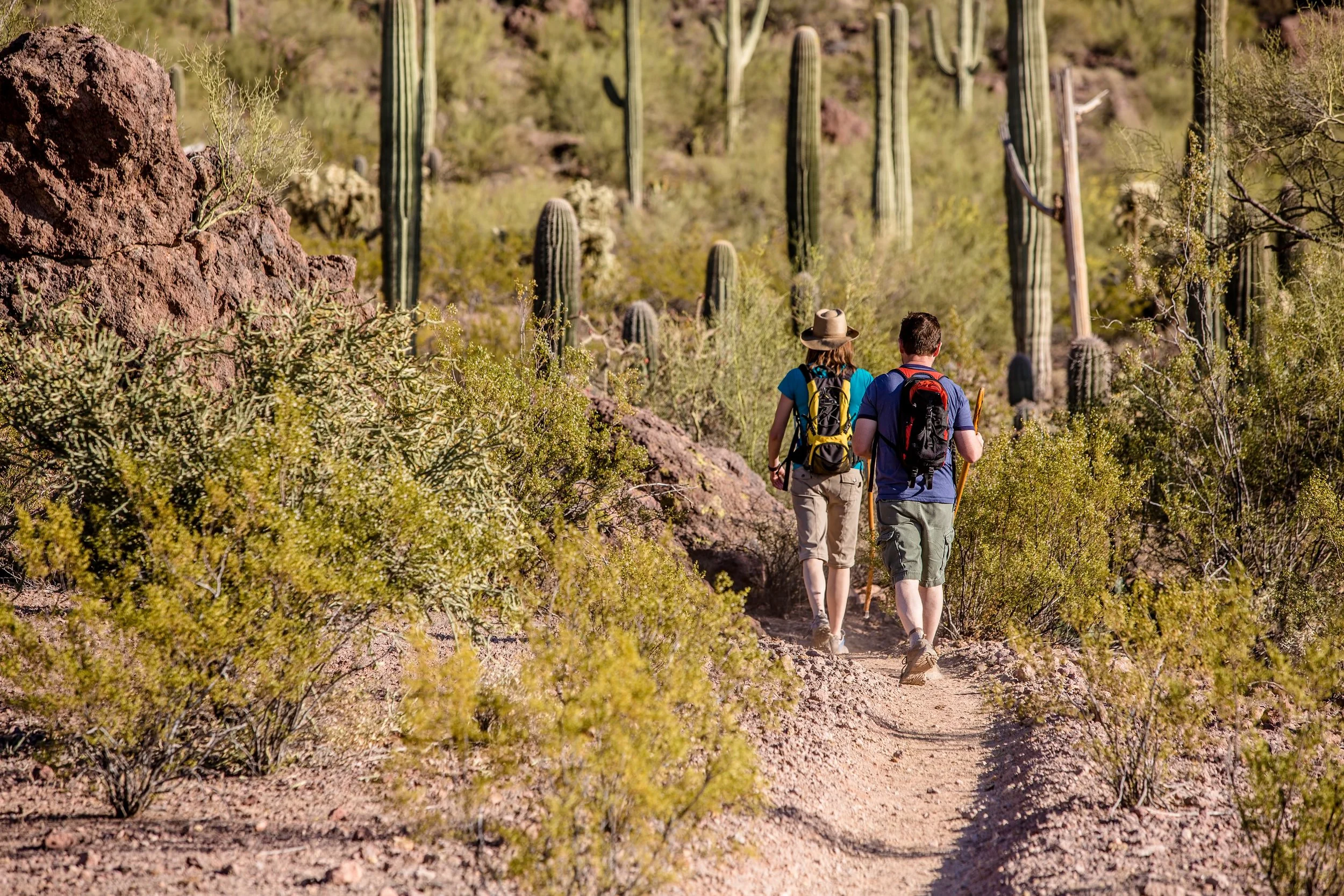 Two hikers wearing backpacks walk along a narrow desert trail surrounded by shrubs, rocky hillsides, and tall saguaro cacti.