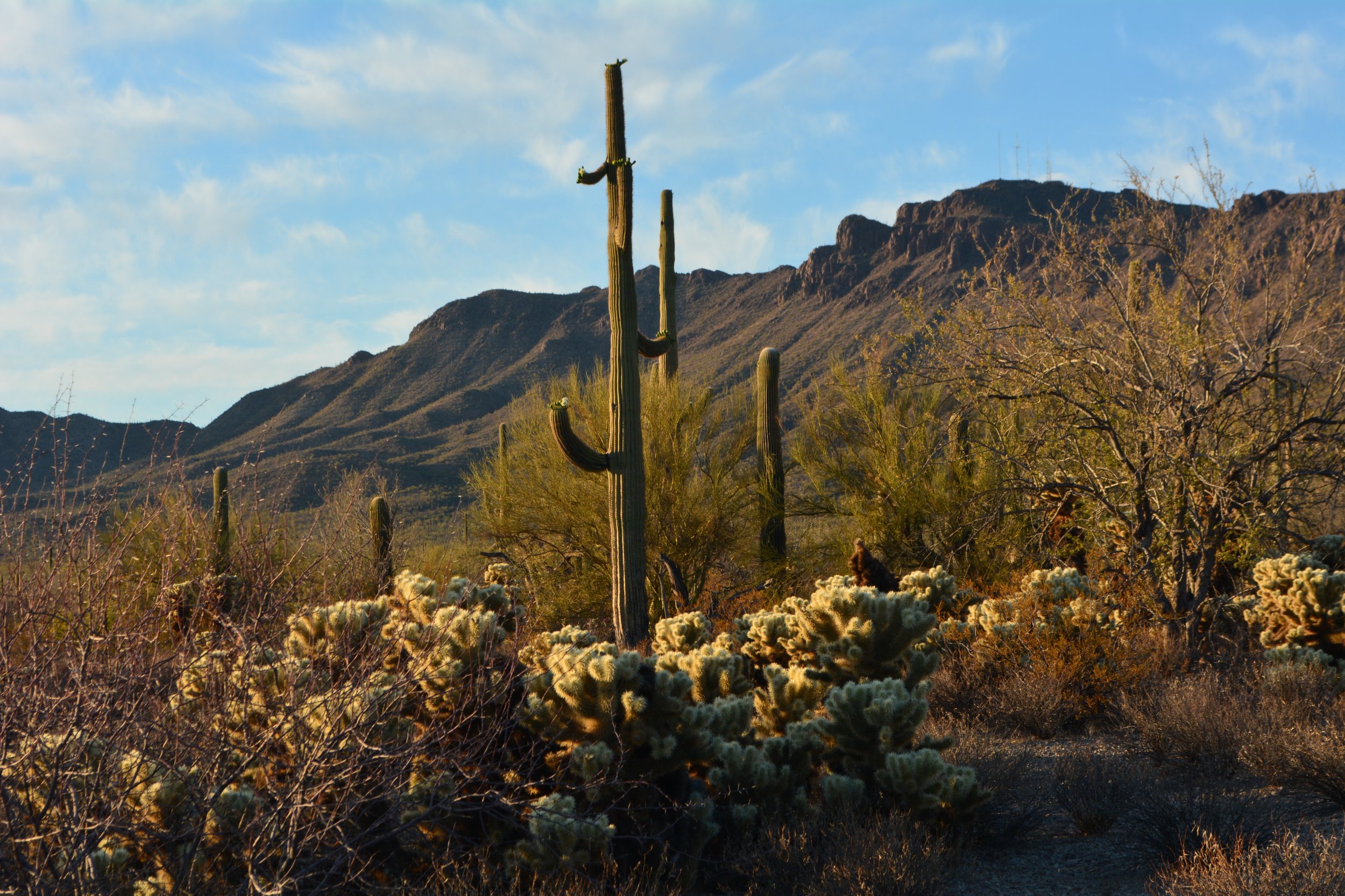Tall saguaro cacti and dense desert vegetation stand in warm sunlight below a rocky mountain ridge.
