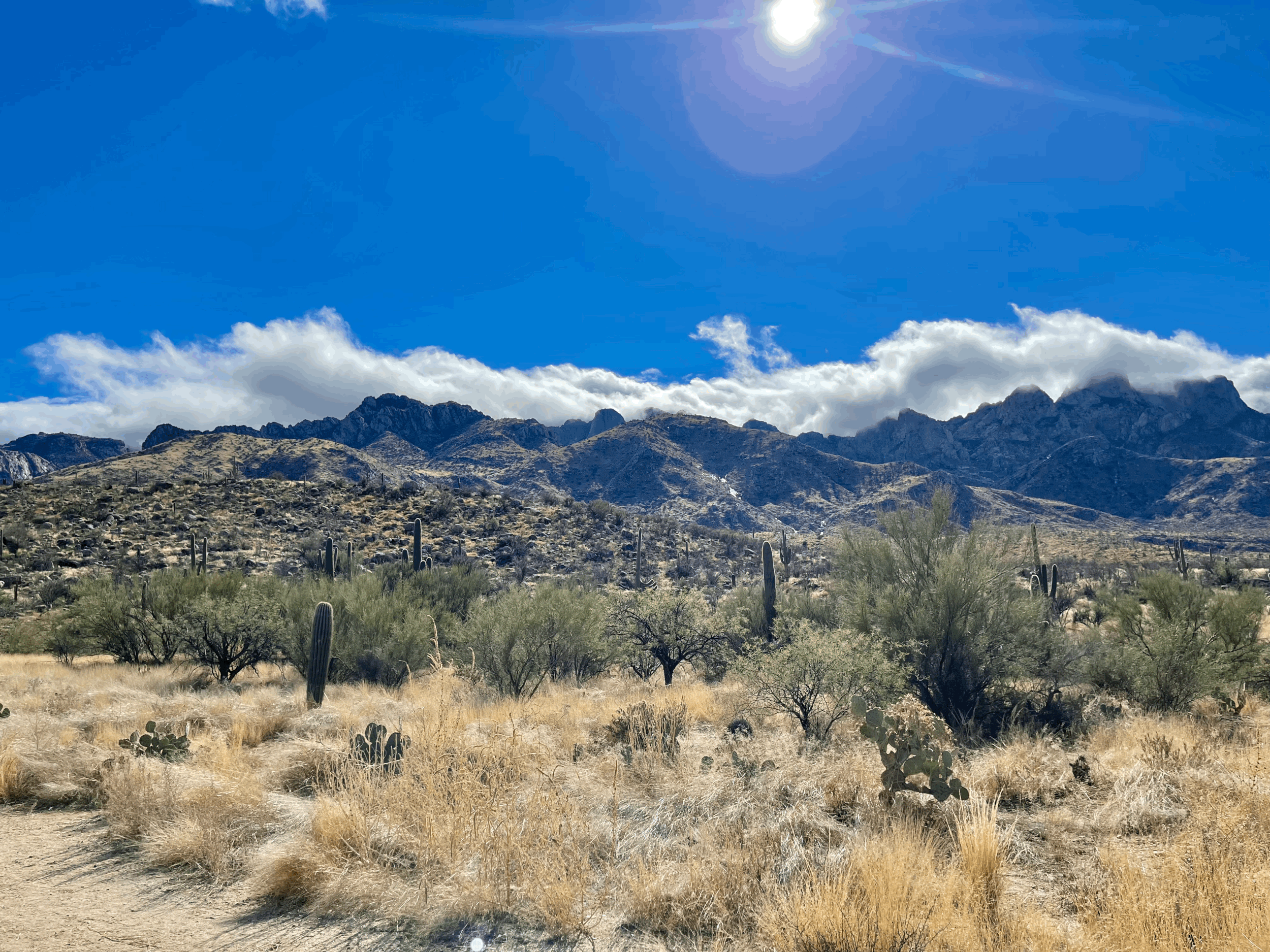 Wide Sonoran Desert landscape with dry golden grasses, scattered saguaros and prickly pear, and the rugged Catalina Mountains beneath a bright blue sky with low white clouds.