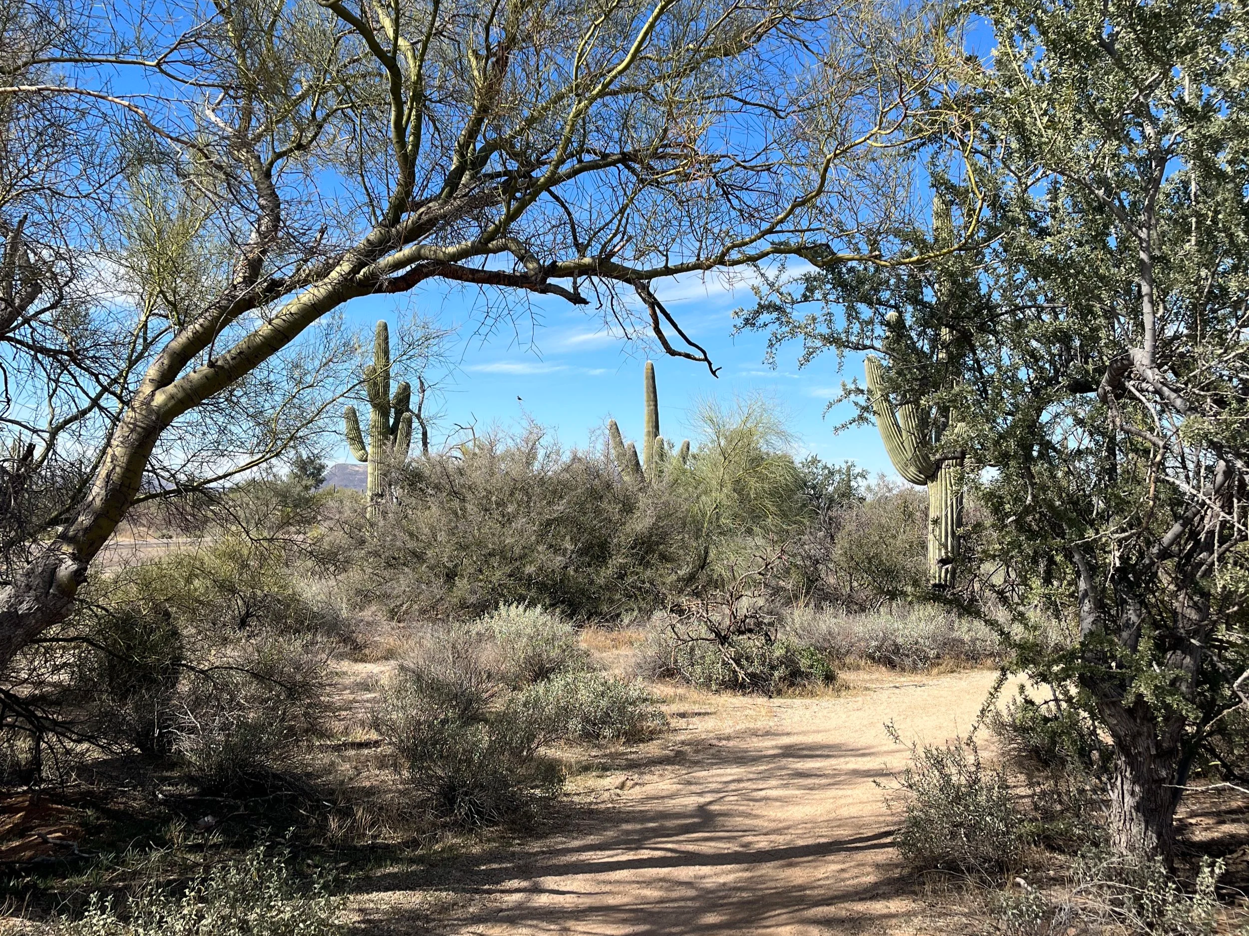 Dirt trail winding through dense Sonoran Desert vegetation with tall saguaro cacti beneath a bright blue sky.