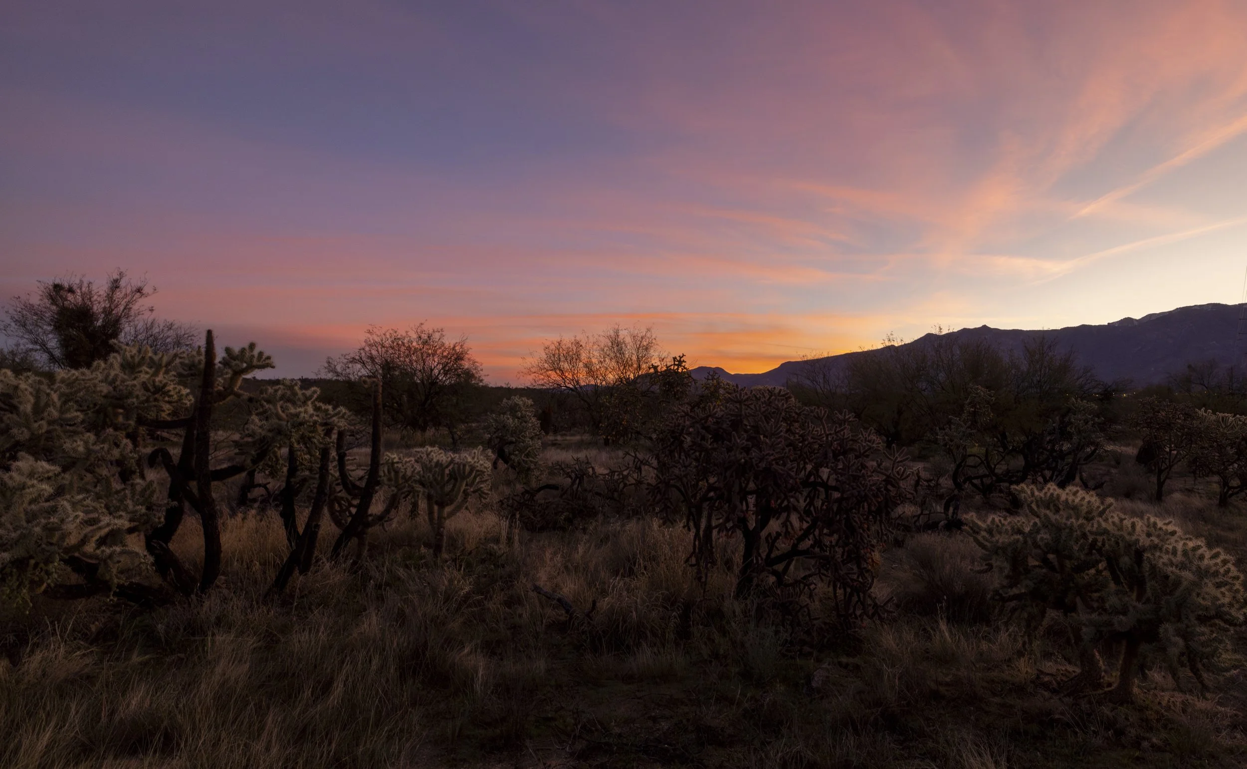 Cholla cactus and desert shrubs fill the foreground beneath a pink, lavender, and orange sunset sky, with dark mountains silhouetted in the distance.