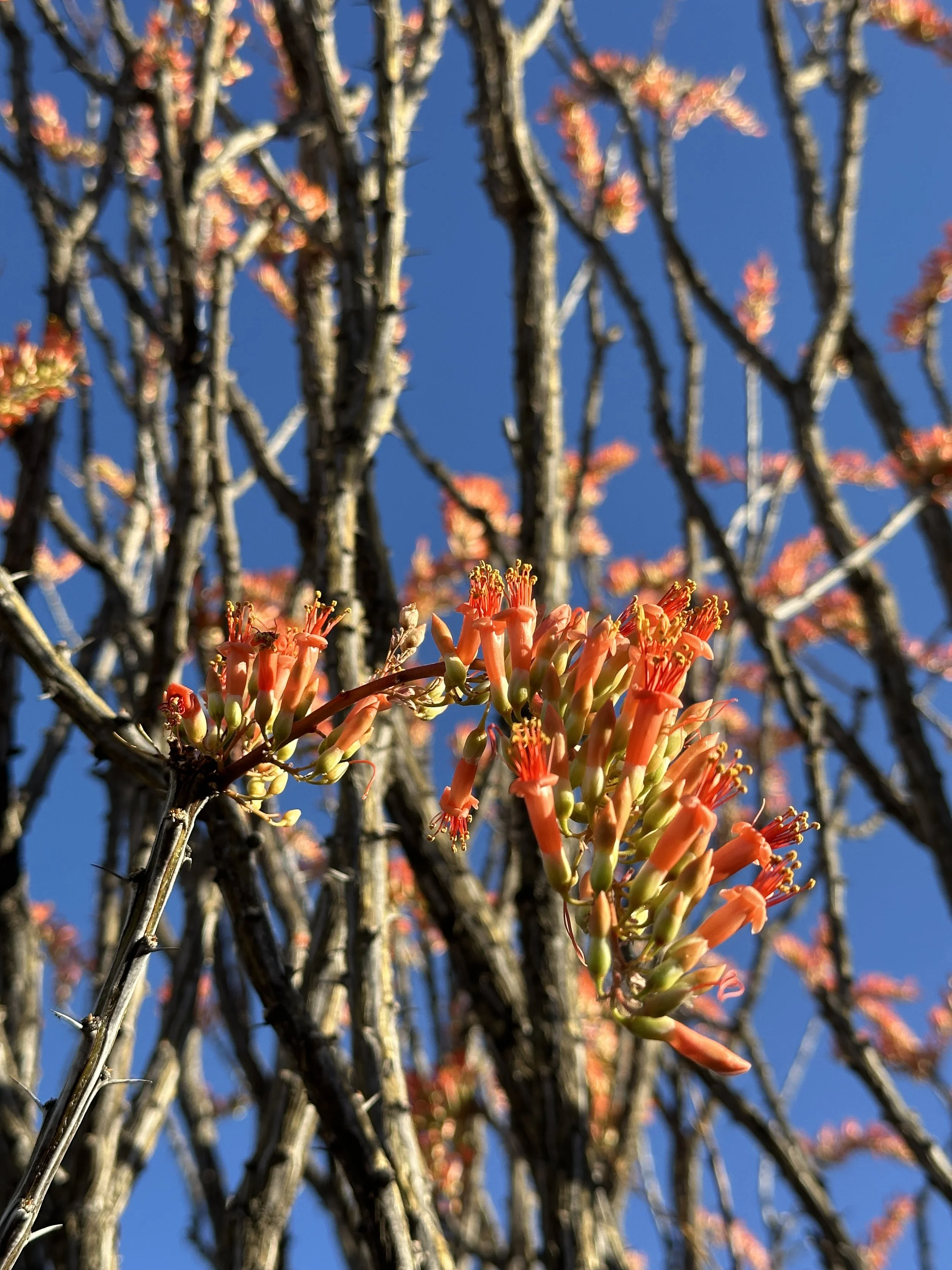 Close-up of vivid orange-red ocotillo flowers clustered at the tip of a slender branch against a bright blue sky.