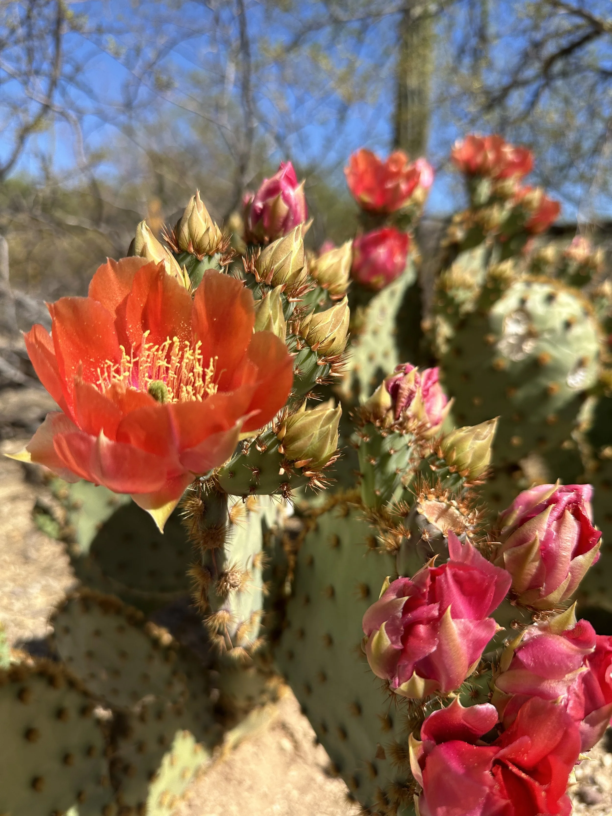 Prickly pear cactus flower and ripe magenta fruit in Tucson