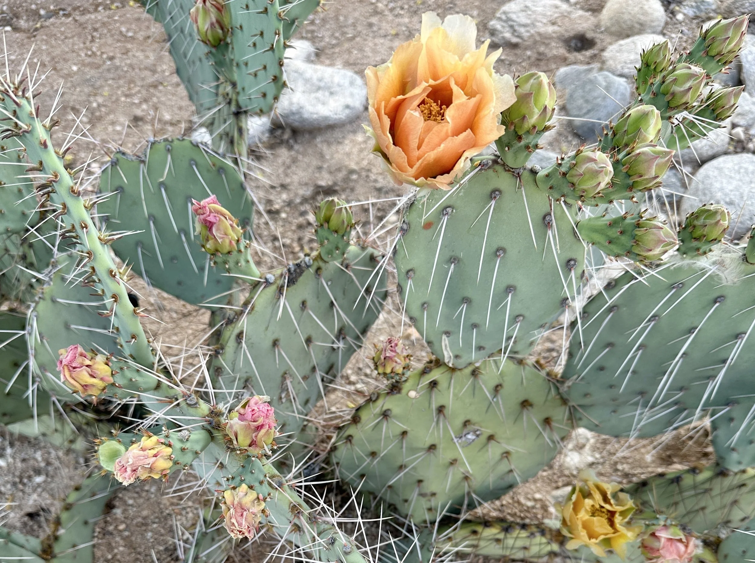 Close-up of prickly pear cactus pads covered in long white spines, with one large peach-orange flower open among clusters of green and pink buds.