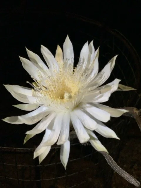 Large white Queen of the Night cactus flower fully open against a dark background, with long narrow petals surrounding a pale yellow center.
