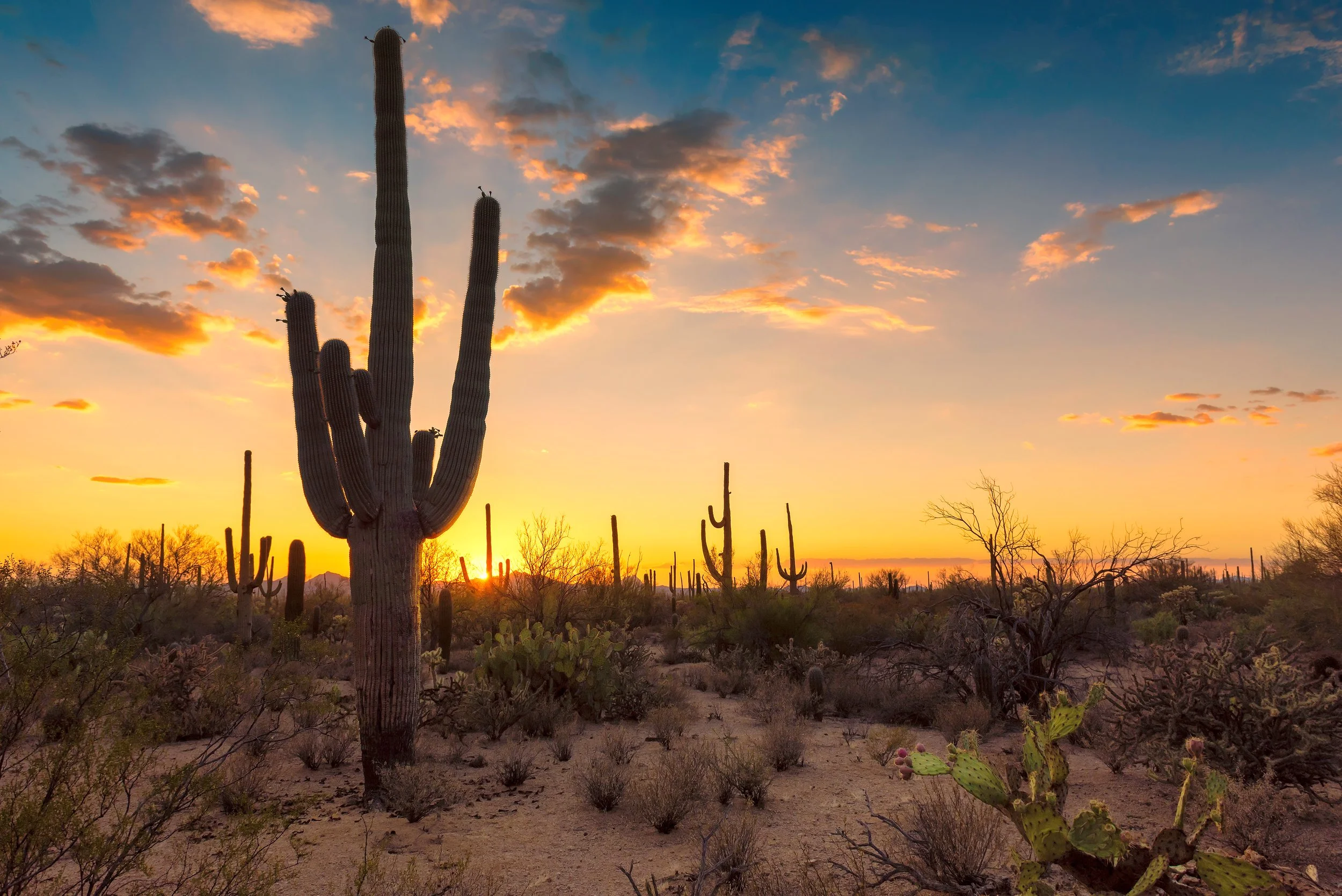 Large saguaro and smaller cacti stand across an open desert landscape beneath glowing orange clouds and a golden sunset sky.