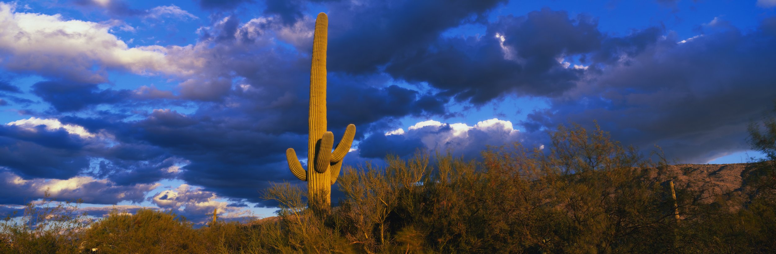 Tall saguaro lit by warm sunlight rises above desert shrubs beneath dark blue and gray storm clouds over the Sonoran Desert.