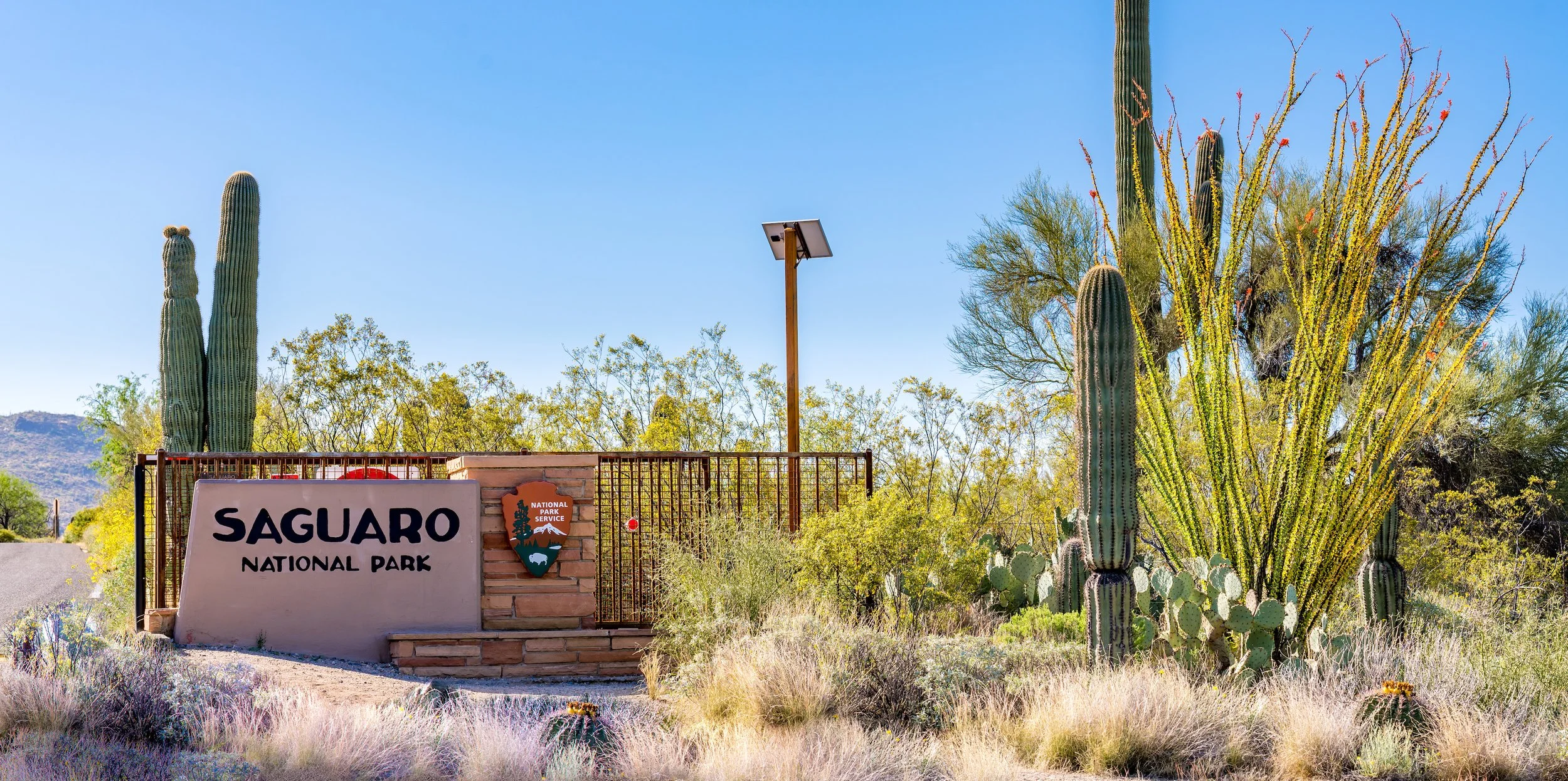 Saguaro National Park entrance sign surrounded by tall saguaros, ocotillo, prickly pear, and other Sonoran Desert plants beneath a clear blue sky.