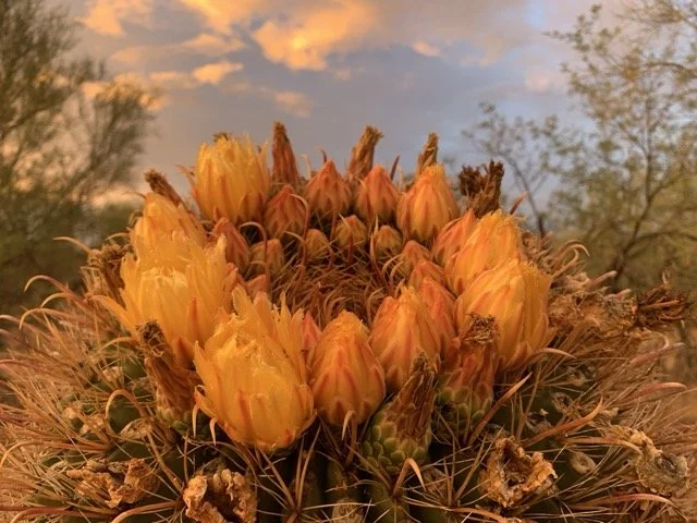 Top of a fishhook barrel cactus crowned with tightly clustered orange flowers and long curved spines beneath a softly colored evening sky.