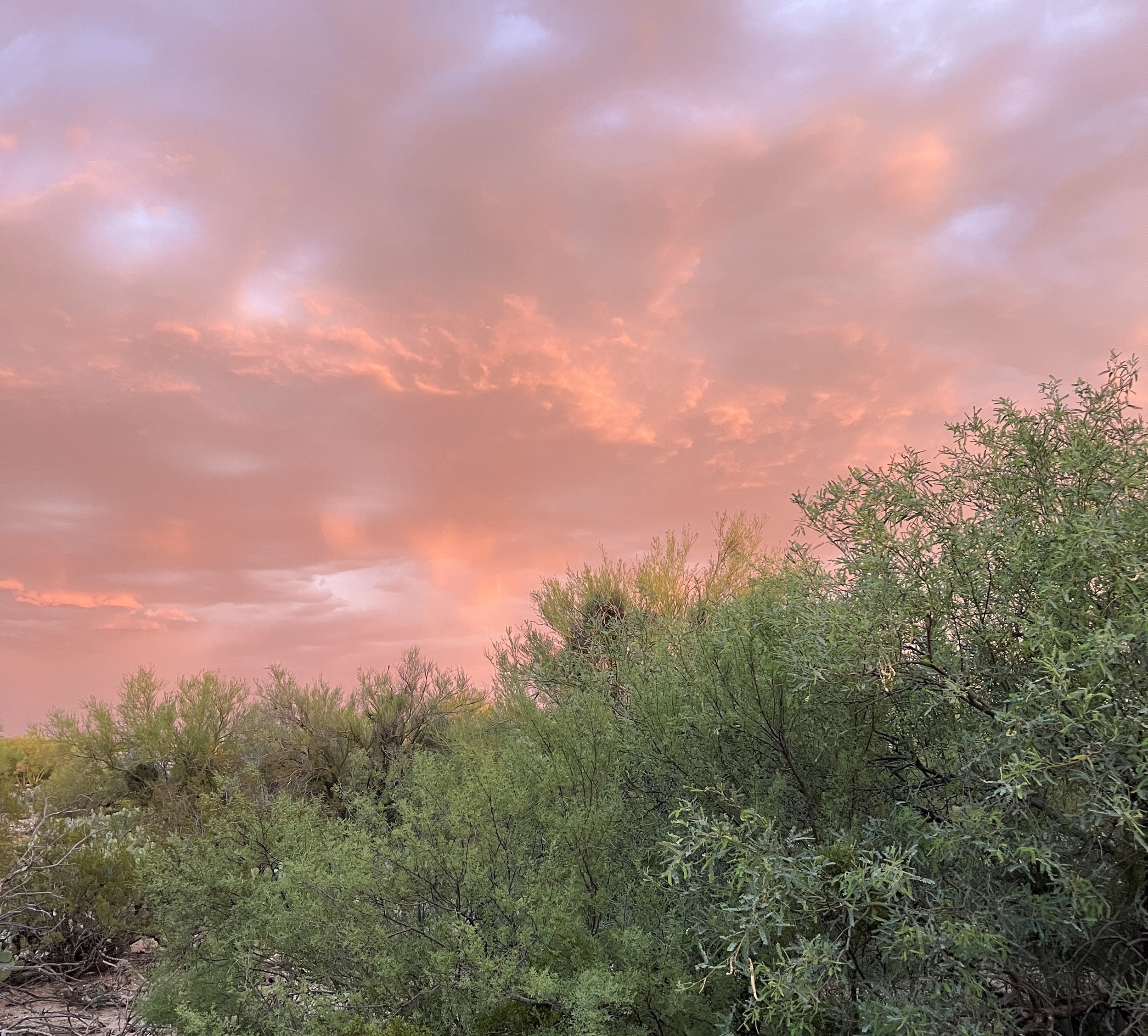 Dense green desert vegetation beneath dramatic pink and coral monsoon clouds glowing across the evening sky.