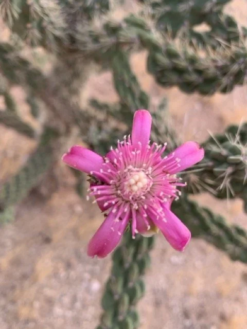 Close-up of a bright pink cholla cactus flower with a pale center, surrounded by blurred cactus stems and desert ground.