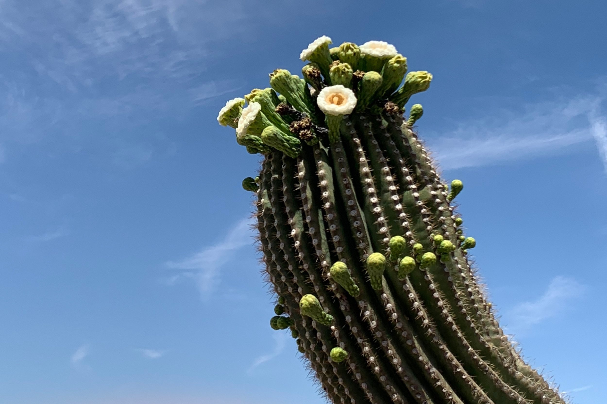 Top of a tall saguaro cactus covered with green flower buds and several creamy white blossoms against a blue sky.