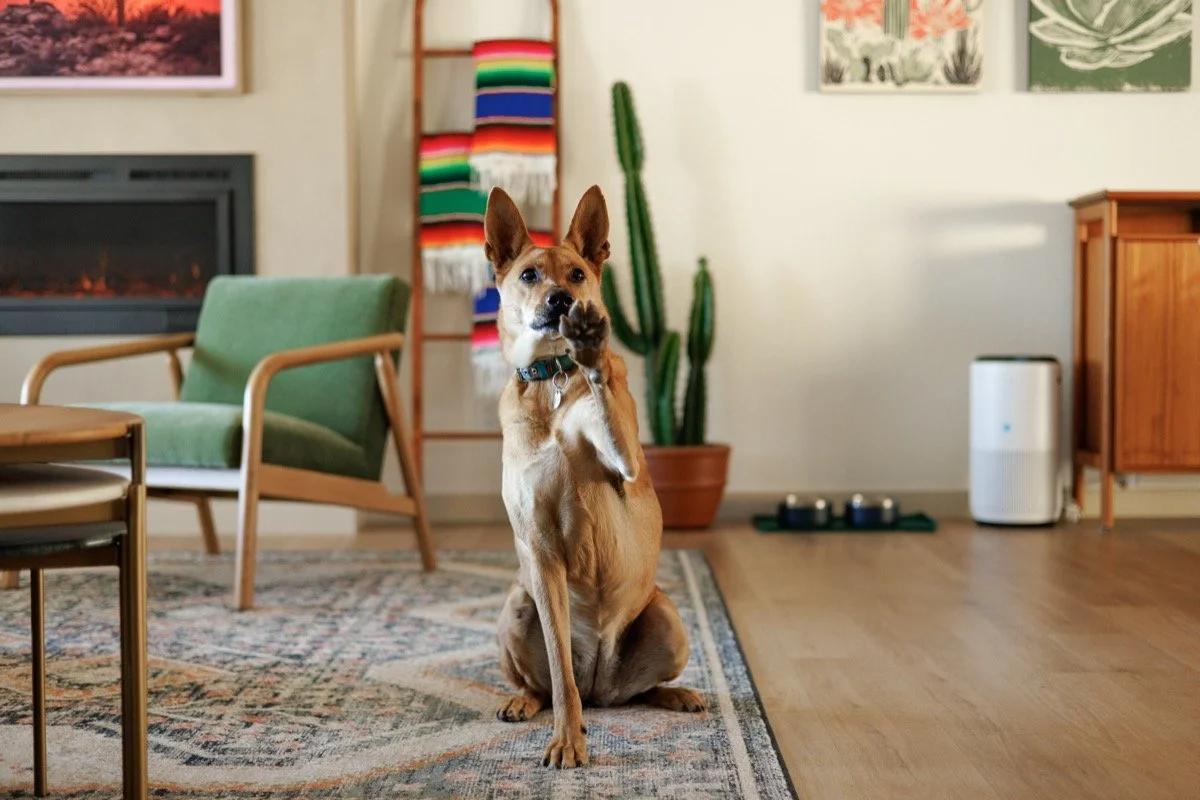 Tan dog sits upright on a patterned rug with one paw raised, surrounded by green seating, cactus plants, colorful textiles, and a fireplace.