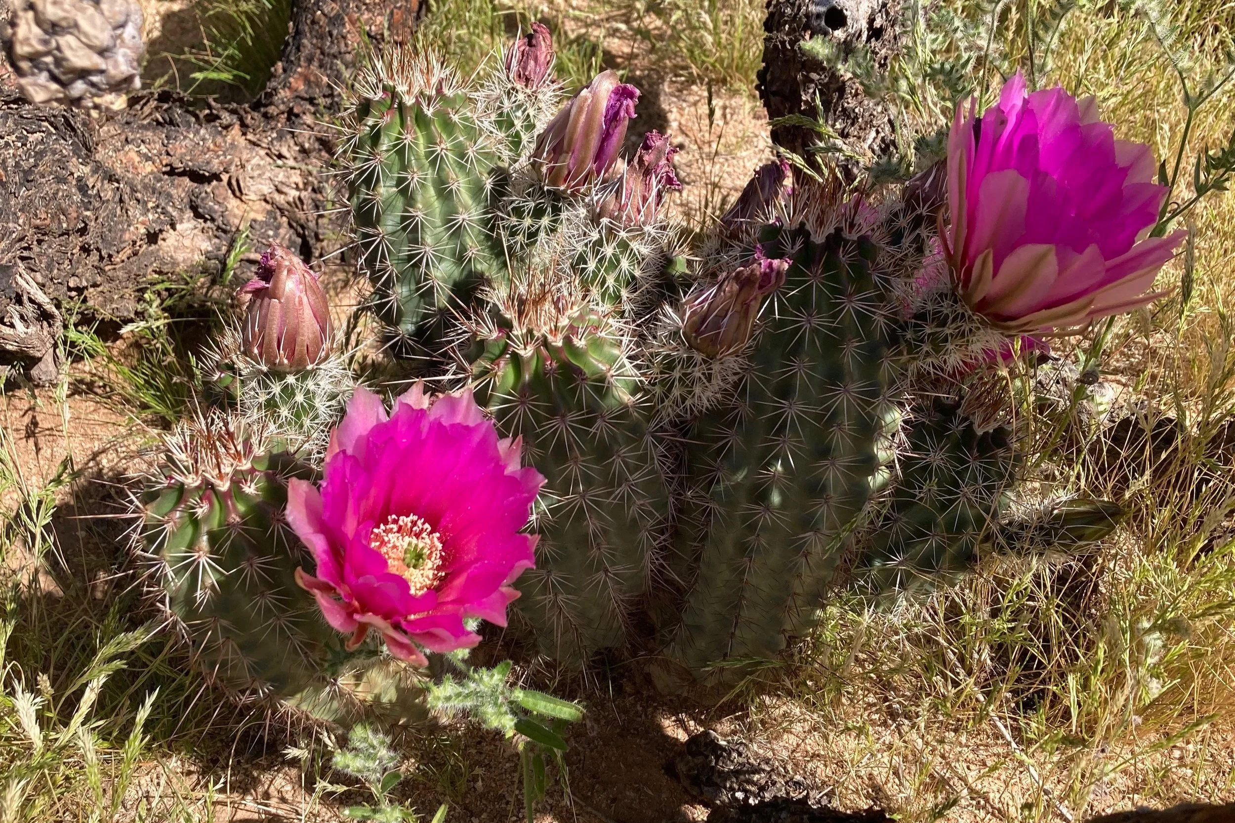 Cluster of small spiny hedgehog cacti growing among desert grass with several large bright pink flowers and unopened buds.