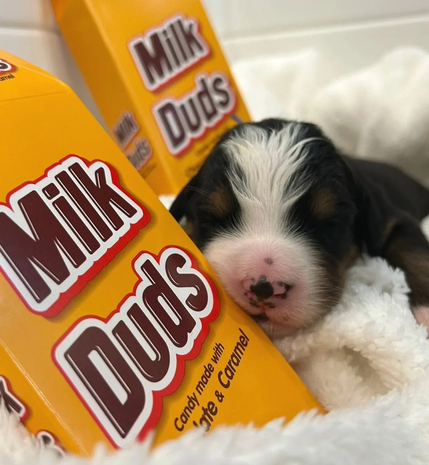 Milk Dud - Male