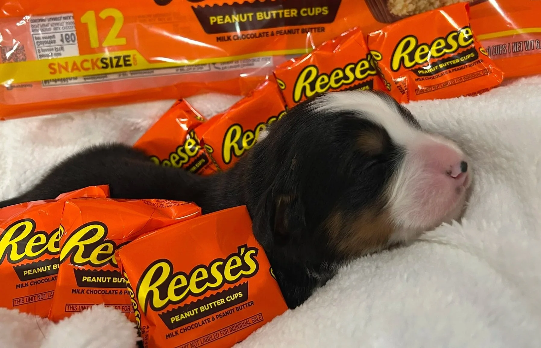 Reese's - Male