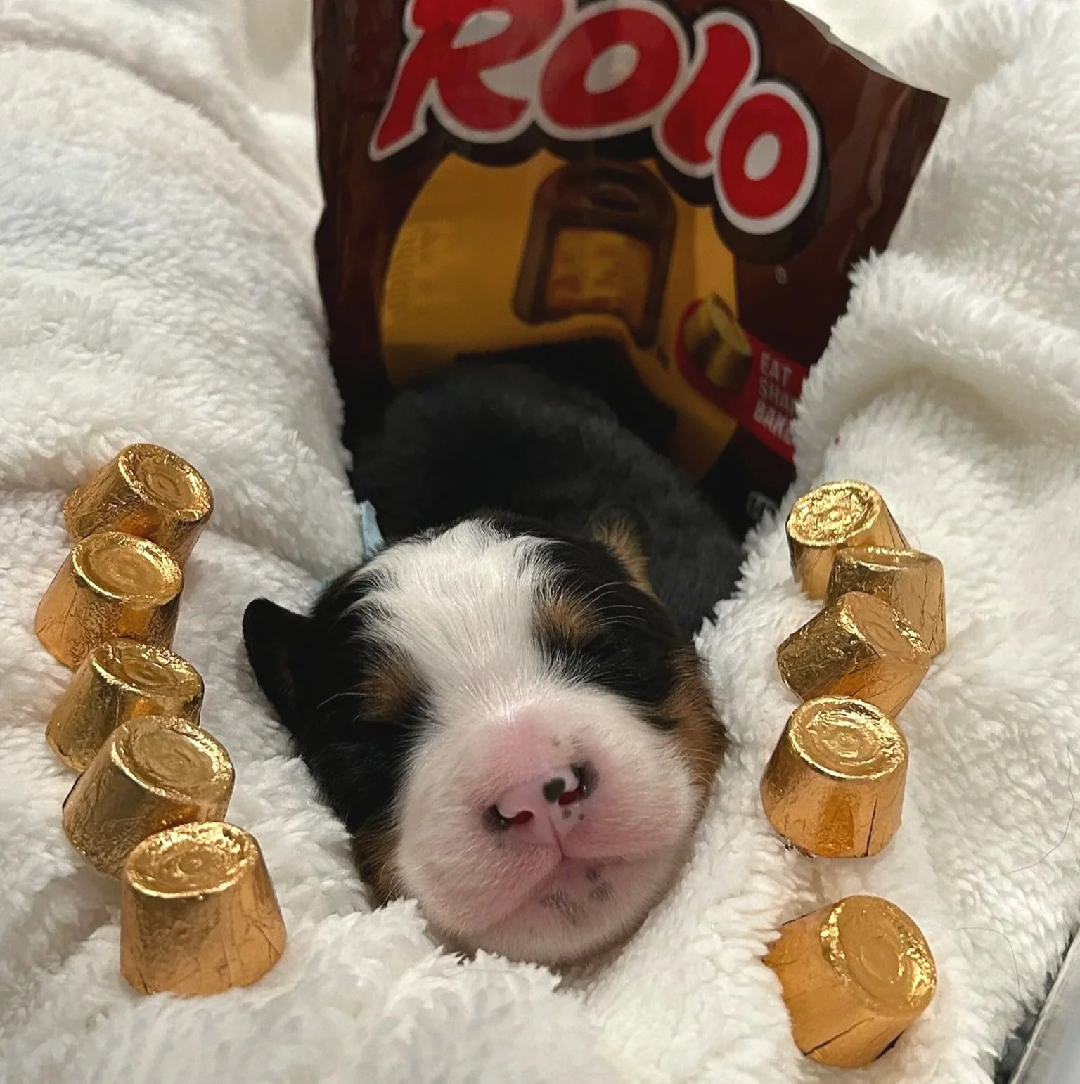 Rolo - Male