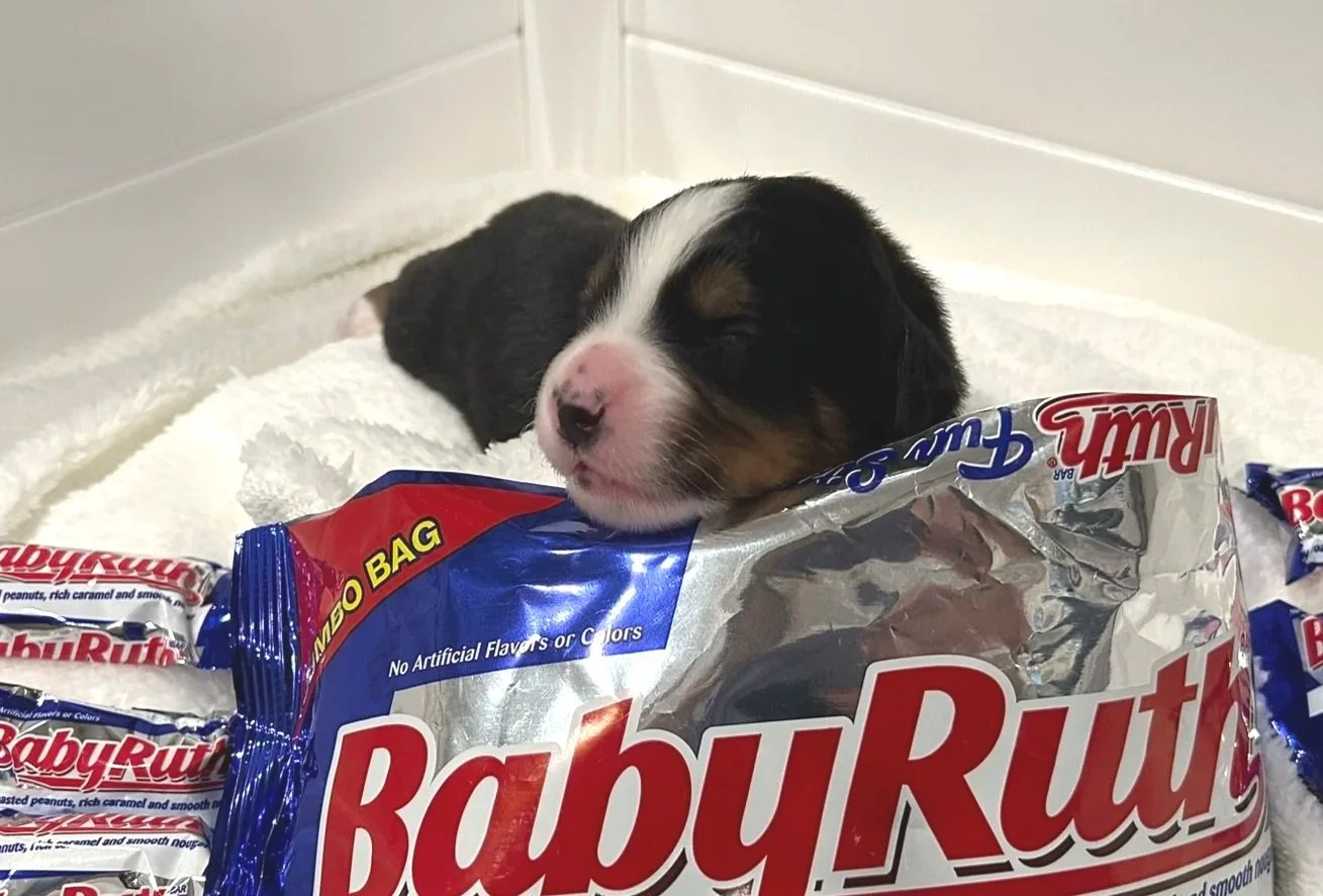 Baby Ruth - Female