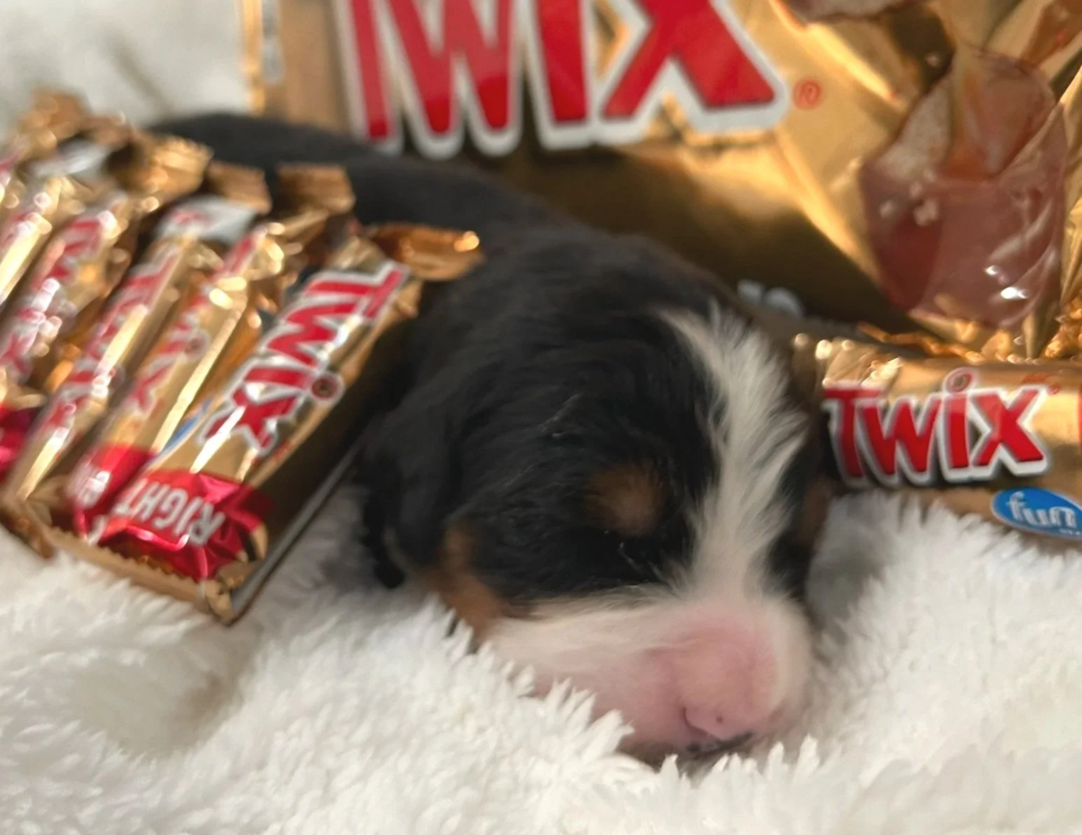 Twix - Female