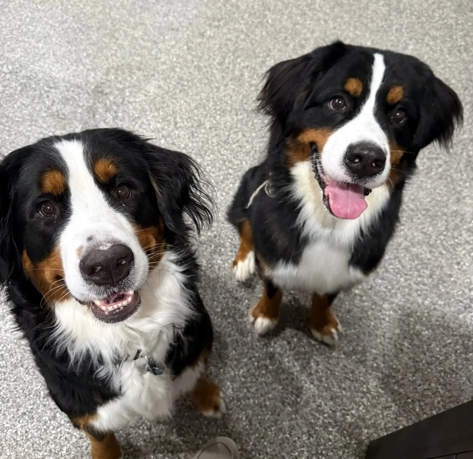 Chardonnay (L) and Moose (R)