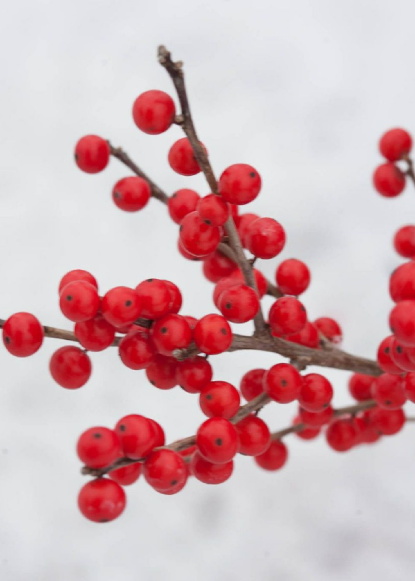 Ajout Couronne: Touche de rouge — RoseMary Fleurs Sauvages
