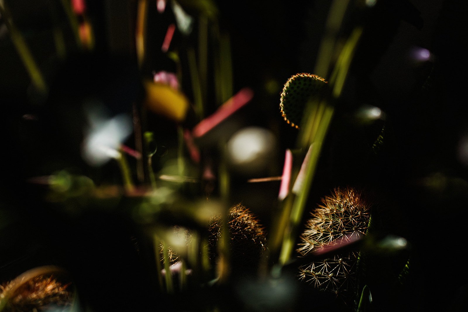 Suffolk Jungle-47_websize.jpg