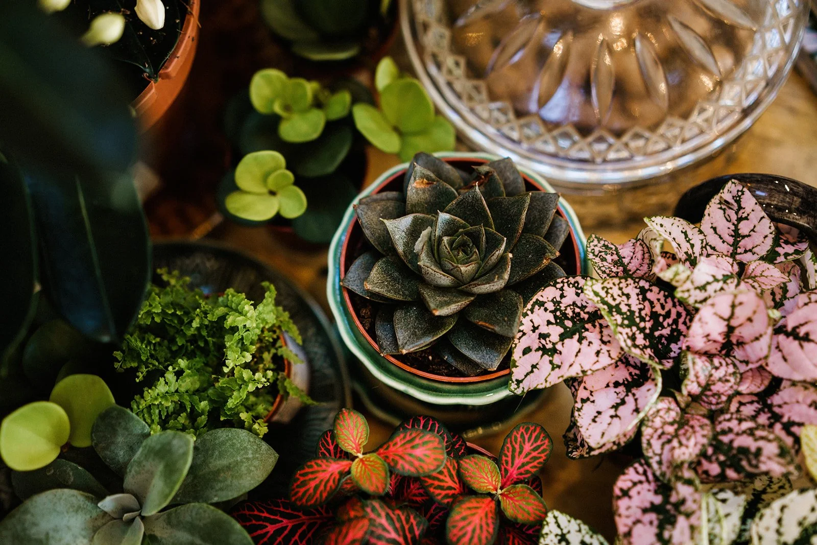 Suffolk Jungle-43_websize.jpg