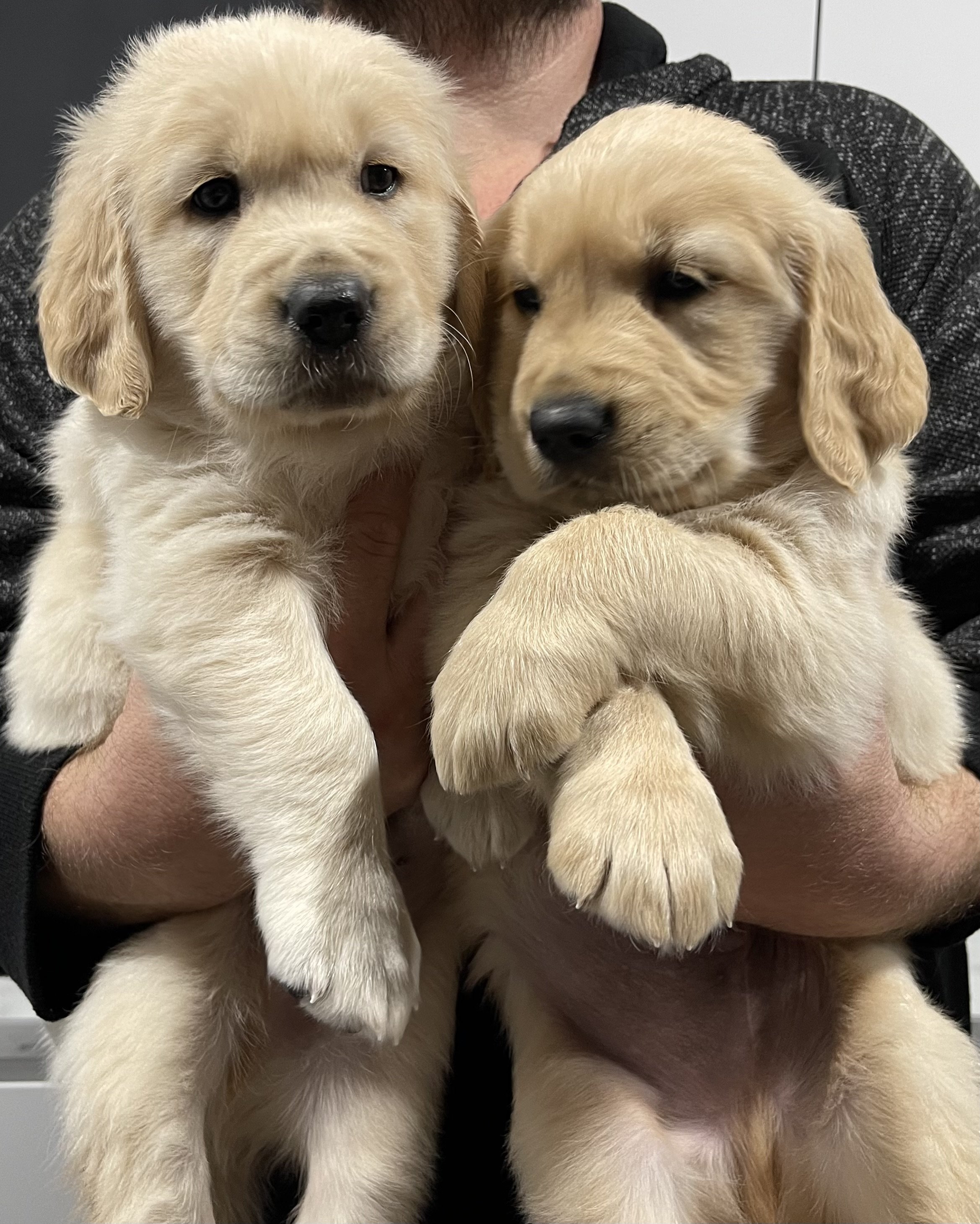European golden retriever cheap puppies for sale
