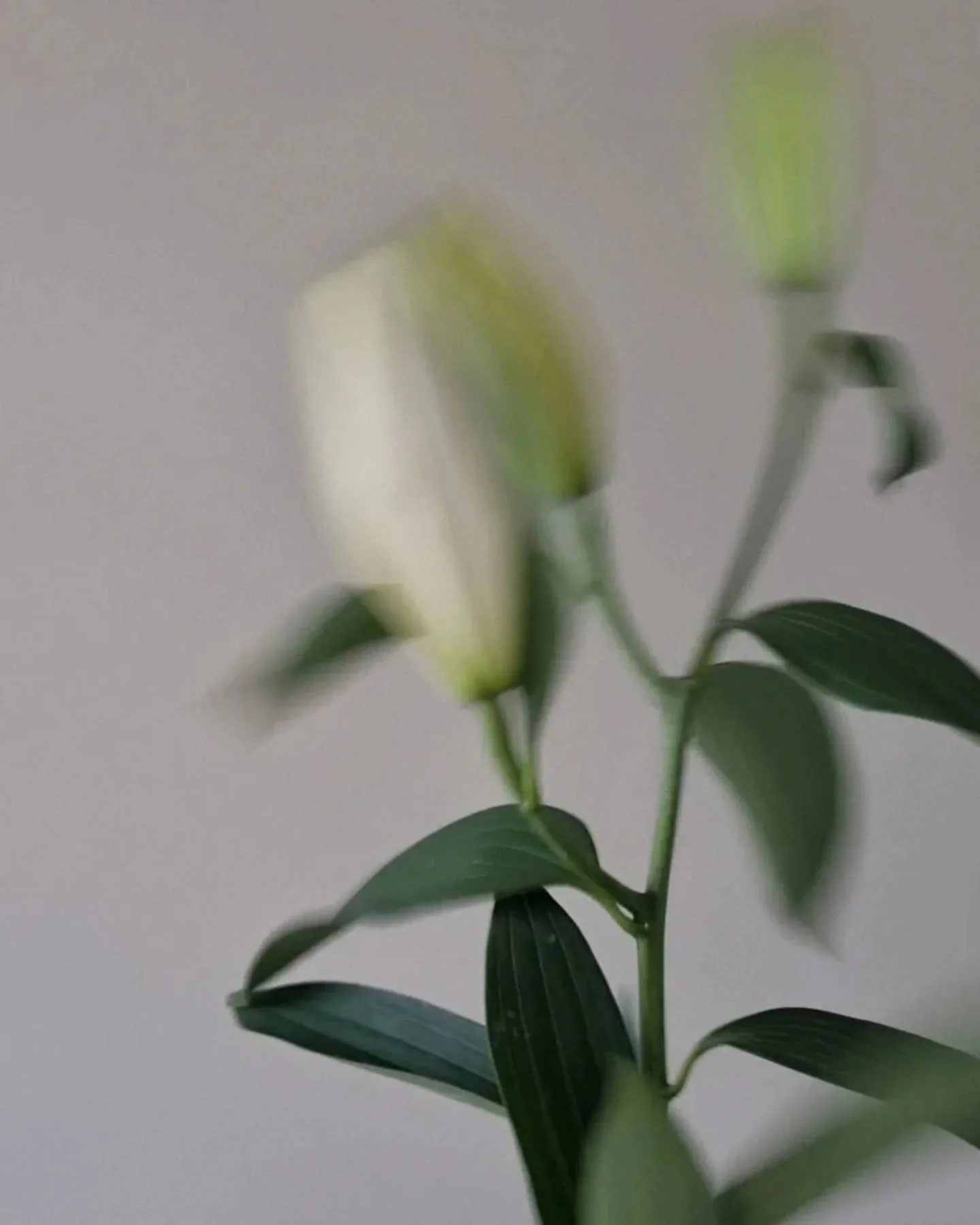 Lillies and movement