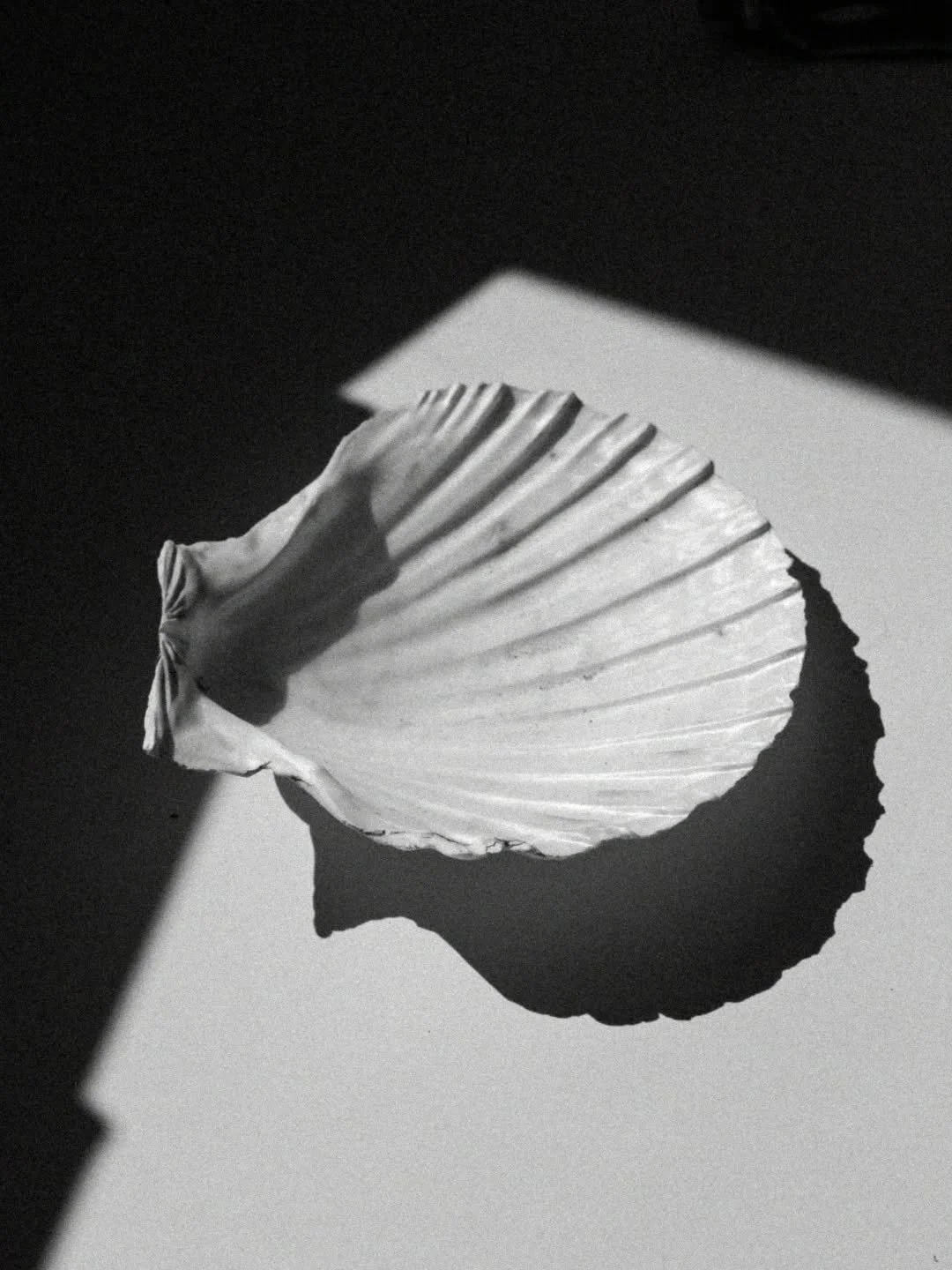 🐚