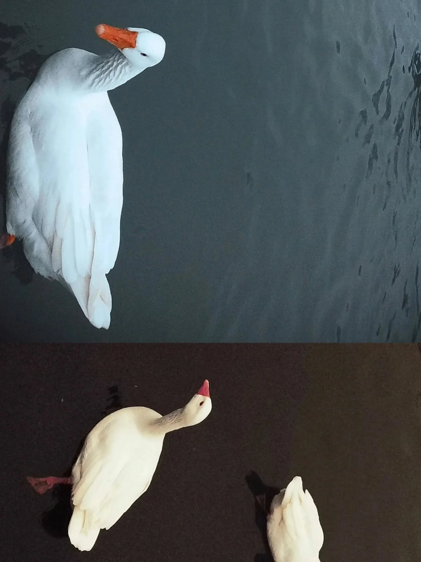 Fighting my fear of birds