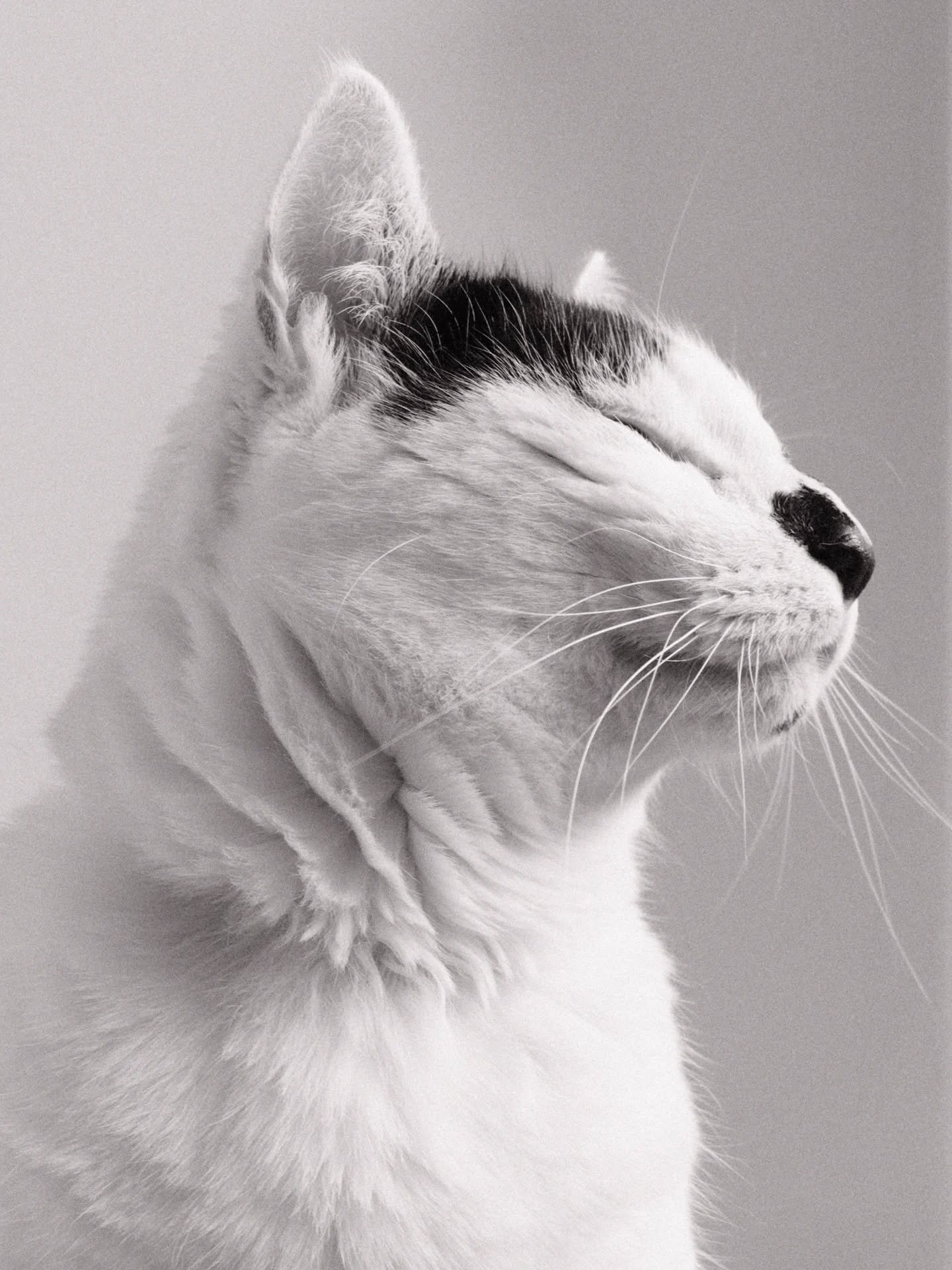 He has the fur of a polar bear