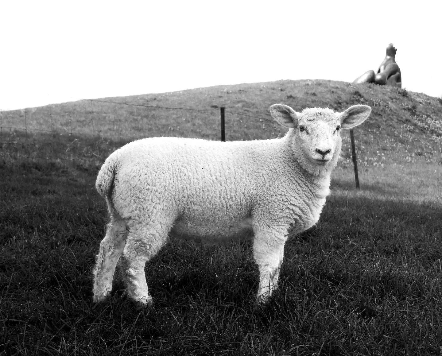 🐑 
- @henrymoorestudios