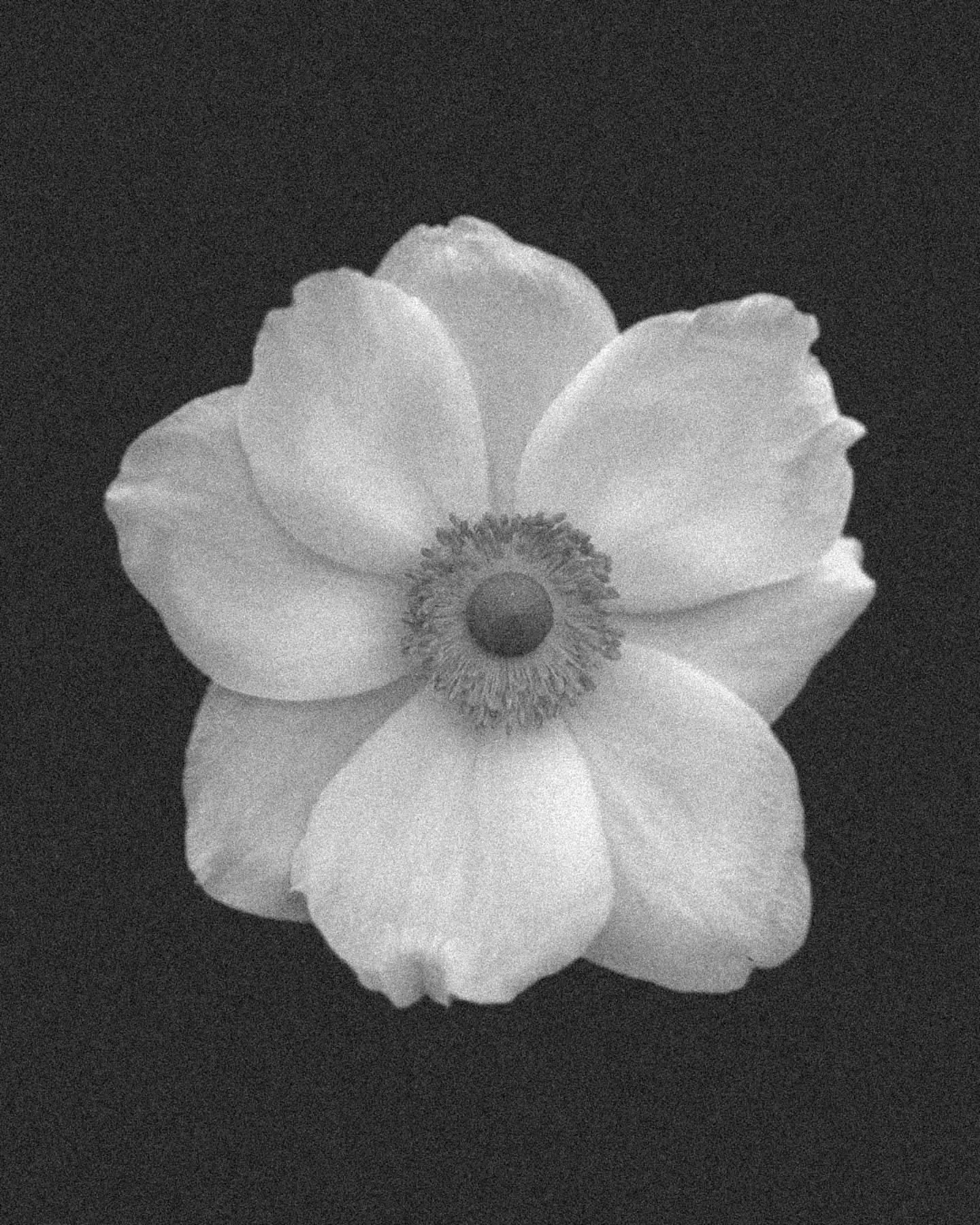 🌸