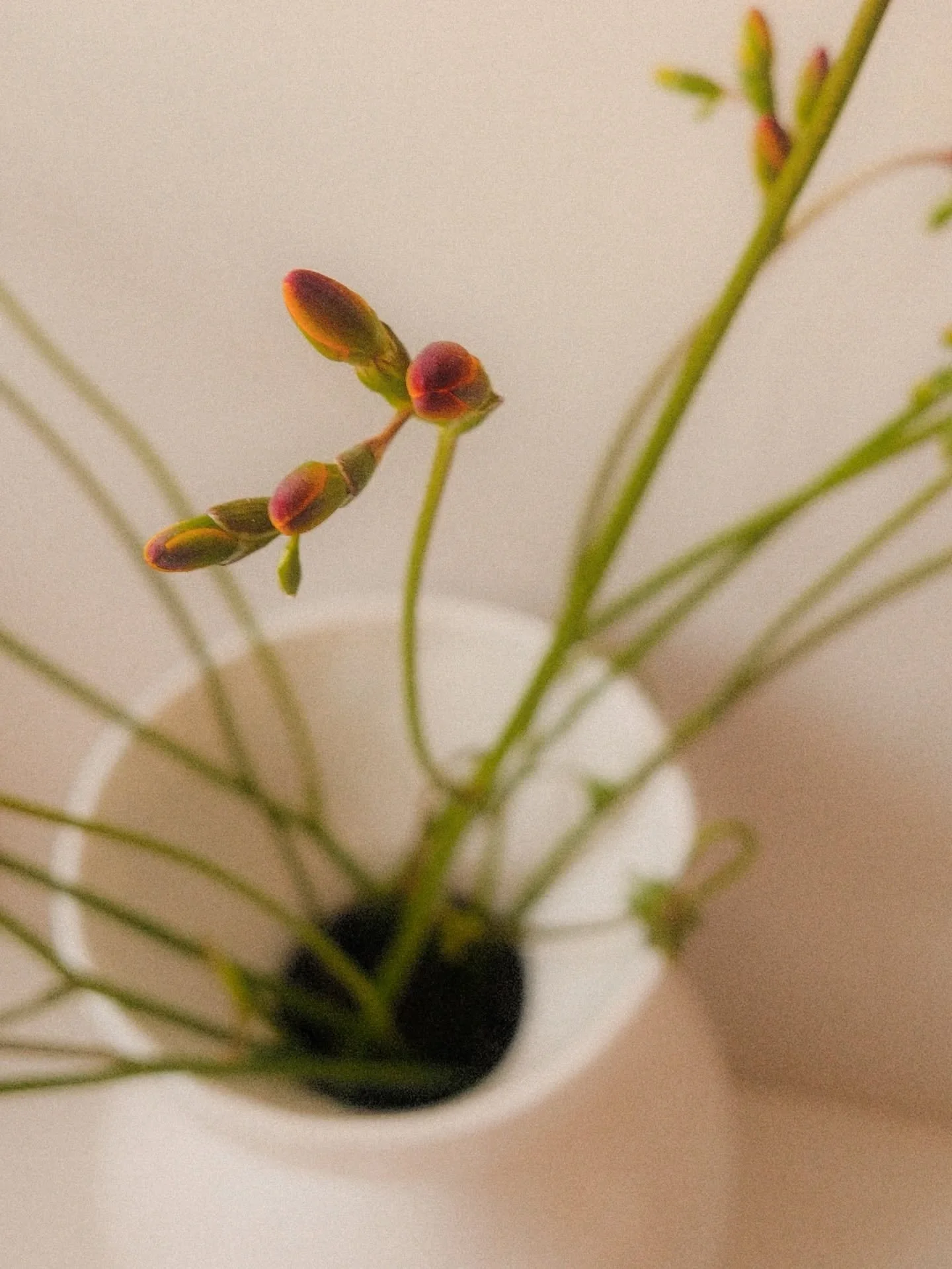 Nothing beats a vase of fresh flowers. 
Vase ~ @foredays