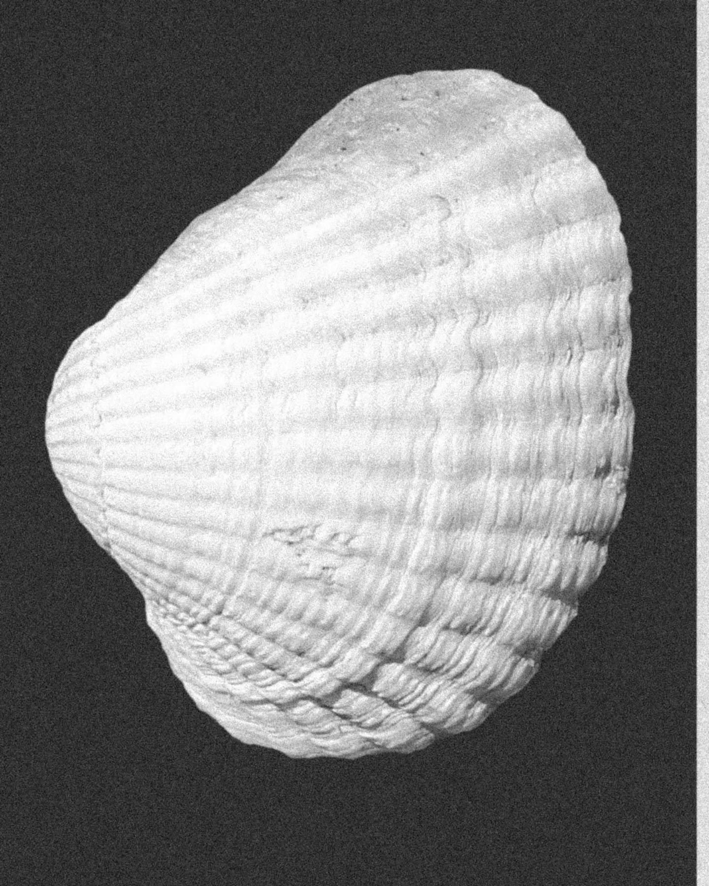 🐚 🌞