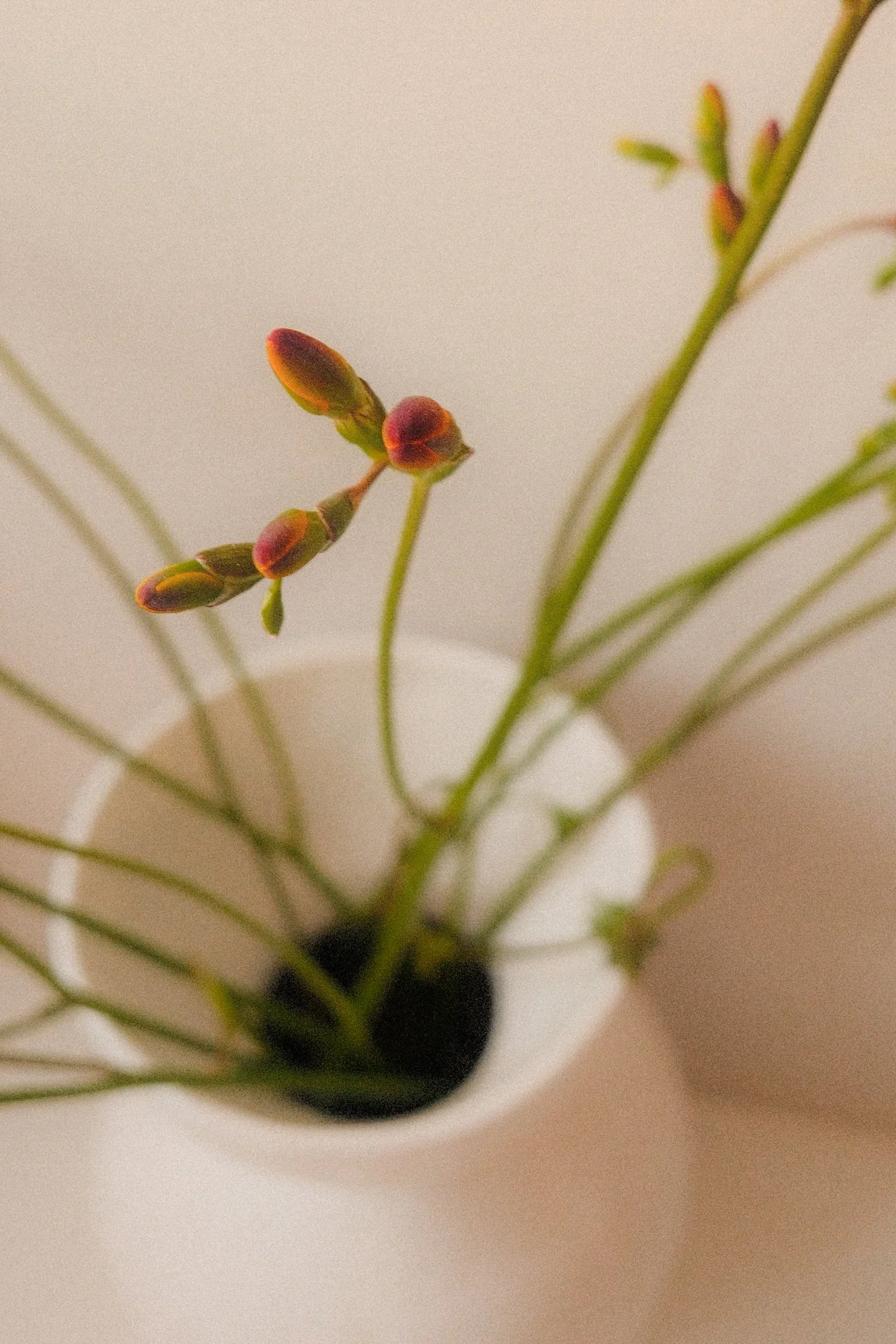 Hannah Earnshaw Photography flowers and perfume (1).jpg