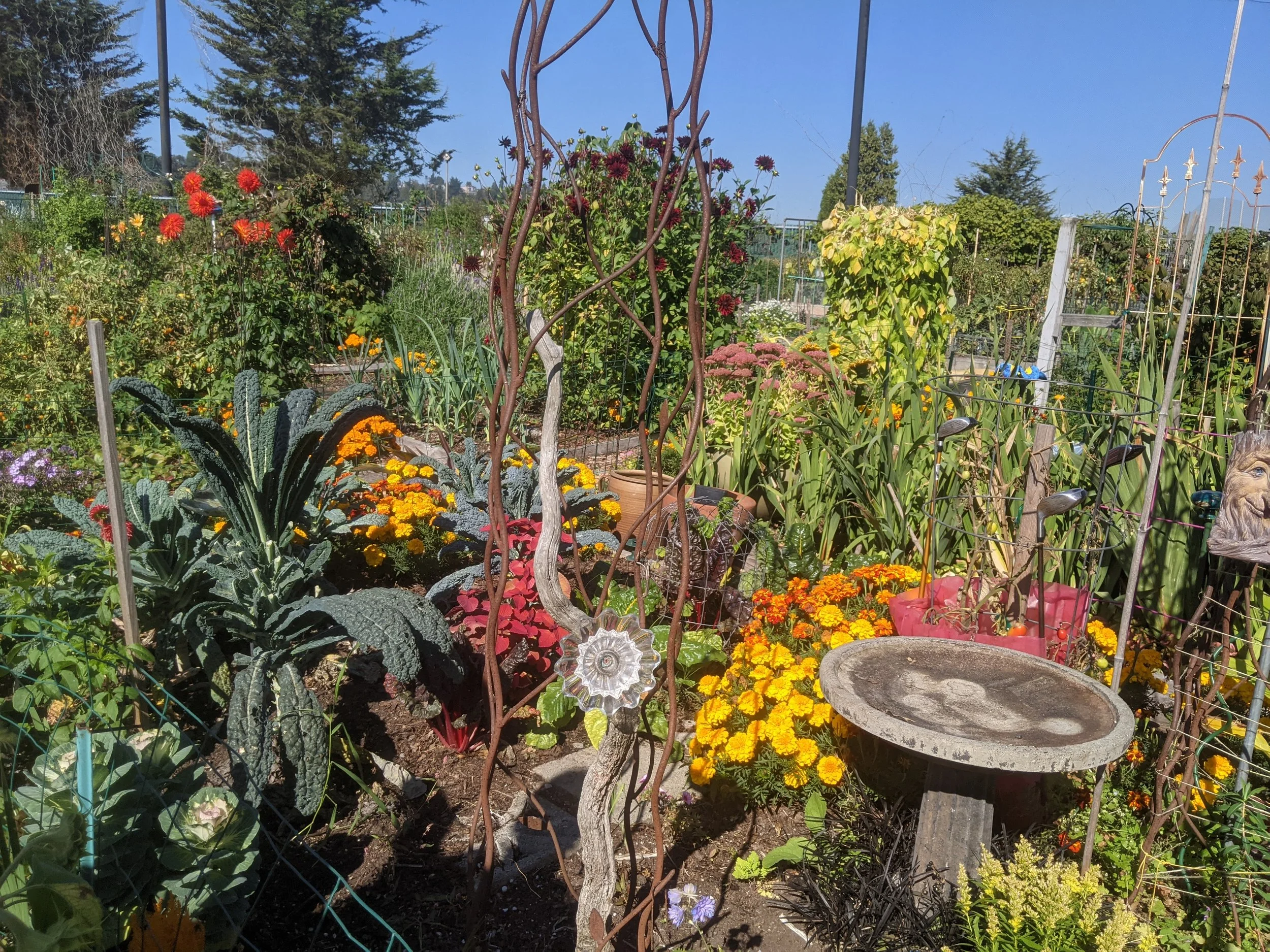 A Bloom with a View: The community gardens of Queen Anne
