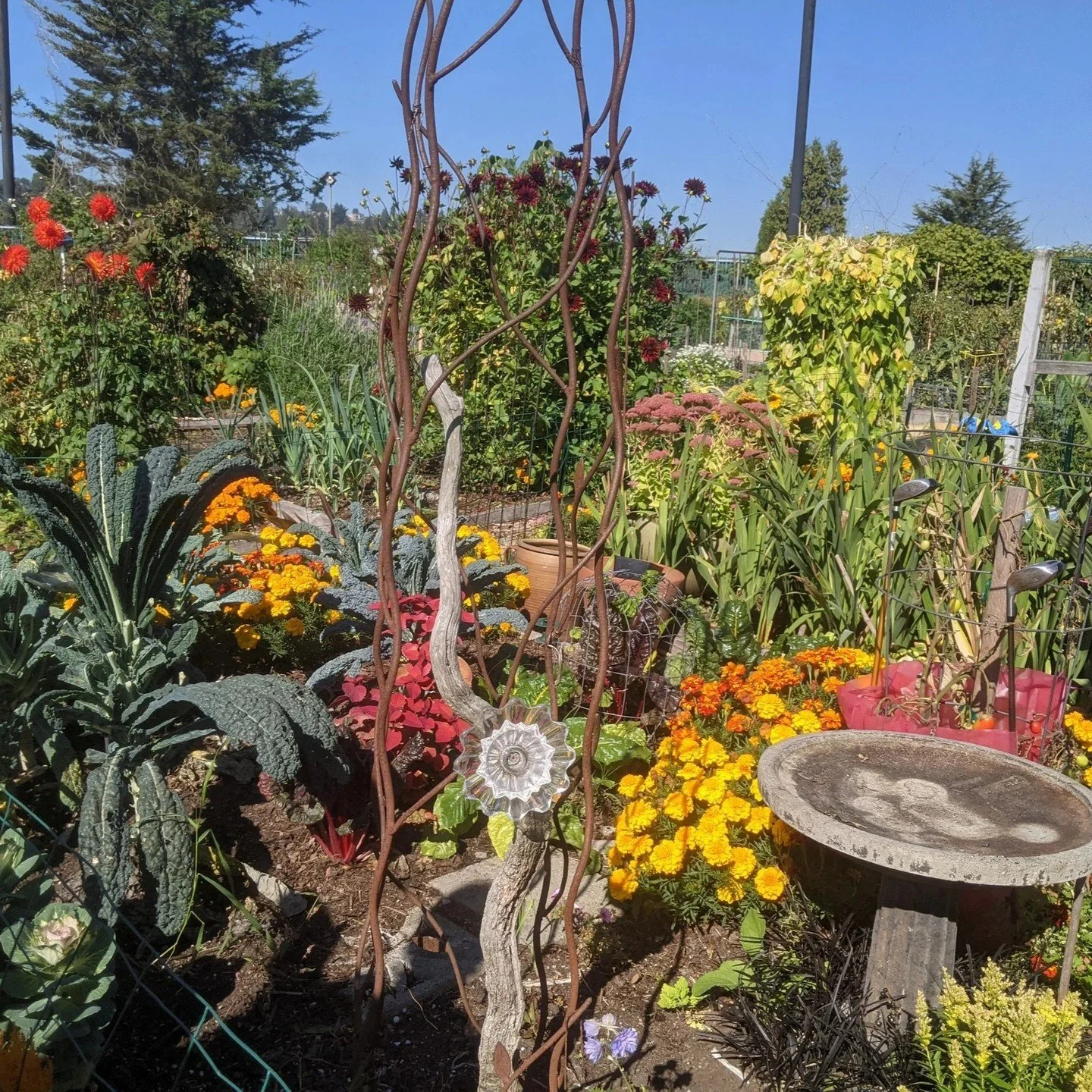 Why are they called P-Patches?

In 1973, at the height of the &ldquo;back to the earth&rdquo; movement, the City of Seattle launched its P-Patch program. The P in P-Patch honors the Picardo Farm in the Wedgwood neighborhood which became the first p-p