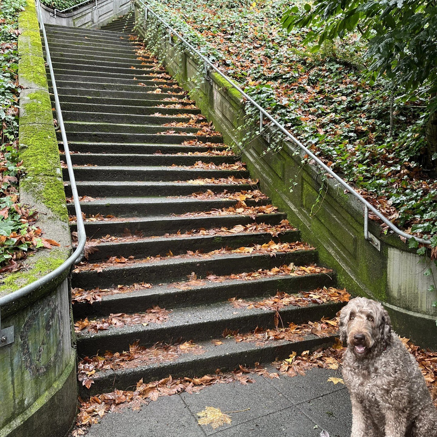 Sunny. 
Clear blue sky- a good day to explore a few of the 120 Queen Anne public stairs.

visit our website- qahistory.org 
click tab "qa stairs"

Enjoy