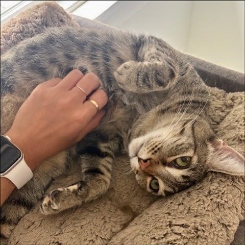 We have some wonderful cats ready for adoption! 

We&rsquo;ll be at the Petco in Alameda this weekend to tell you all about our adoptable cats and kittens. Meet some of our foster team and learn about cats like Henrietta, Titus, Hopscotch, Cookie Lou