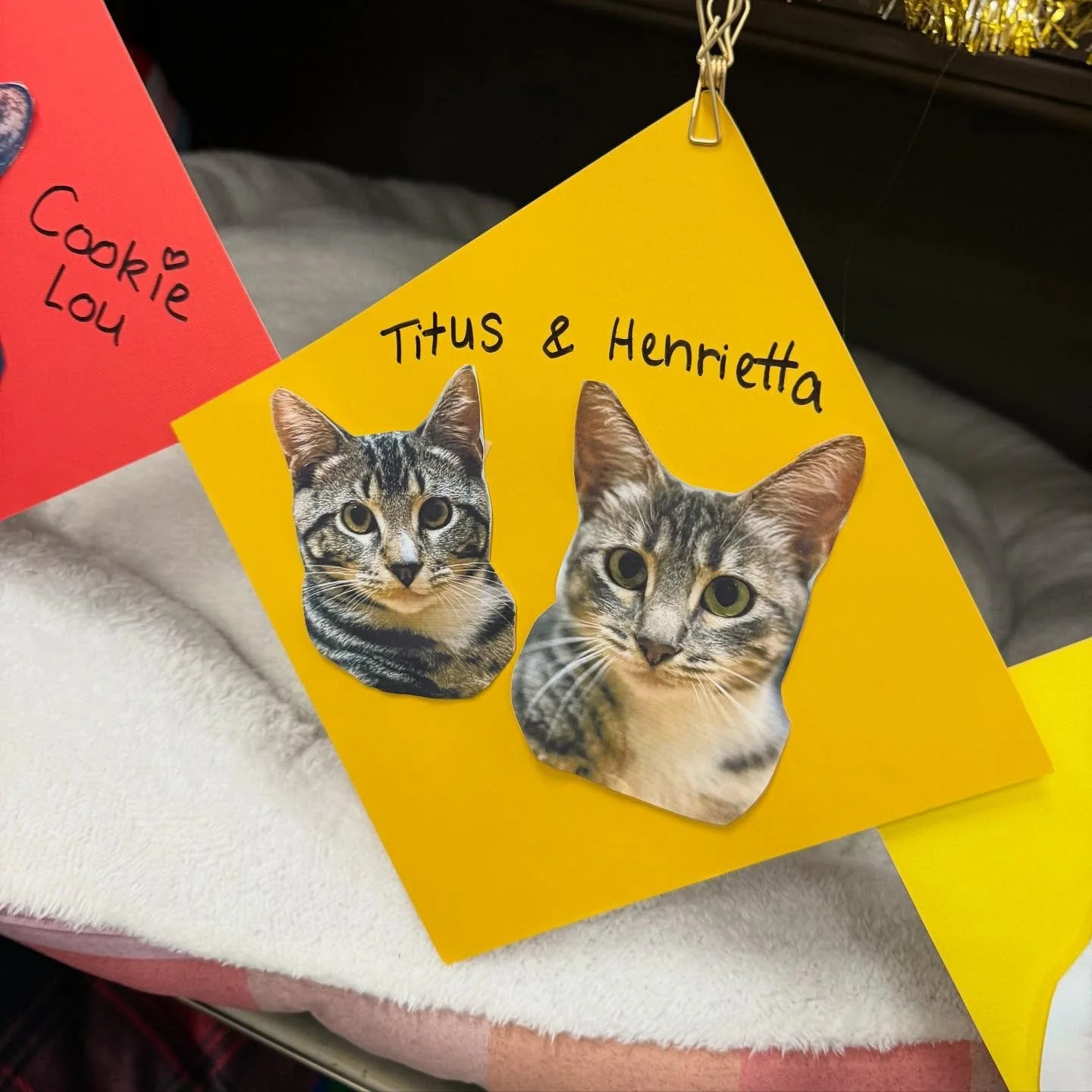 Fun times at @petco today talking to folks about Full Circle Cats and our adoptable cats and kittens! We had a banner with some of our featured cats, including Titus and Henrietta. 

Titus and Henrietta are a pair of young cats who met in their foste