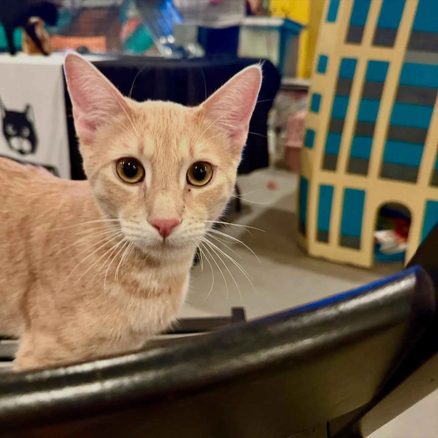 Our last Beginning TNR workshop of the year! The cats at @cattownoak were having a great time being rambunctious and playful, pulling on the tablecloth, chasing each other around the chairs, and making friends with all of the attendees.