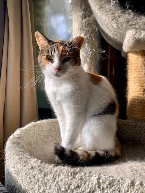 Like a full plate of mashed potatoes, pumpkin pie, and gravy, Candy&rsquo;s autumn coloring is perfect for this cozy Thanksgiving day. 

When she went in for her spay, the staff came out and told us she was so sweet she couldn&rsquo;t go back to the 