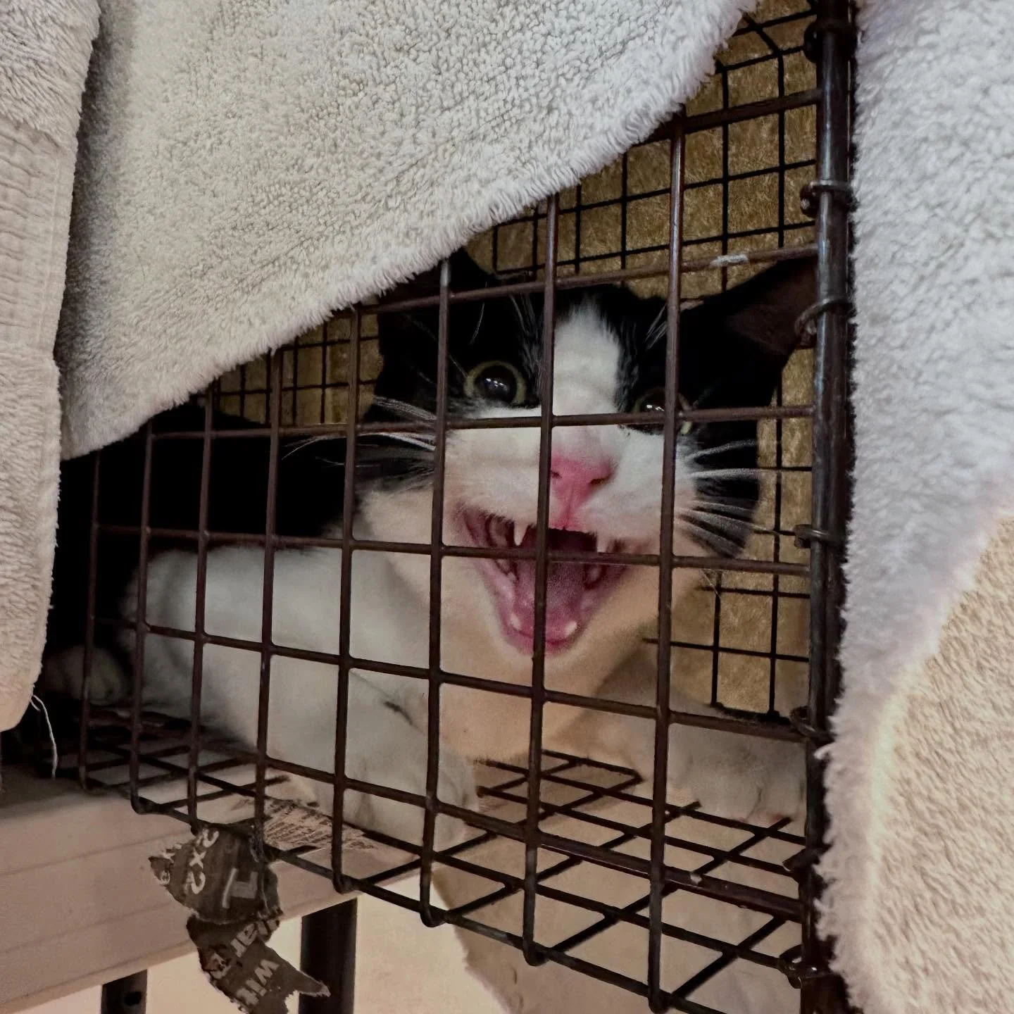 We&rsquo;re working on bringing spay/neuter to Oakland! We&rsquo;re starting by running pop-up clinics in the new year in collaboration with ICRA to address the overwhelming need to have spay/neuter that is affordable, accessible, and available to th