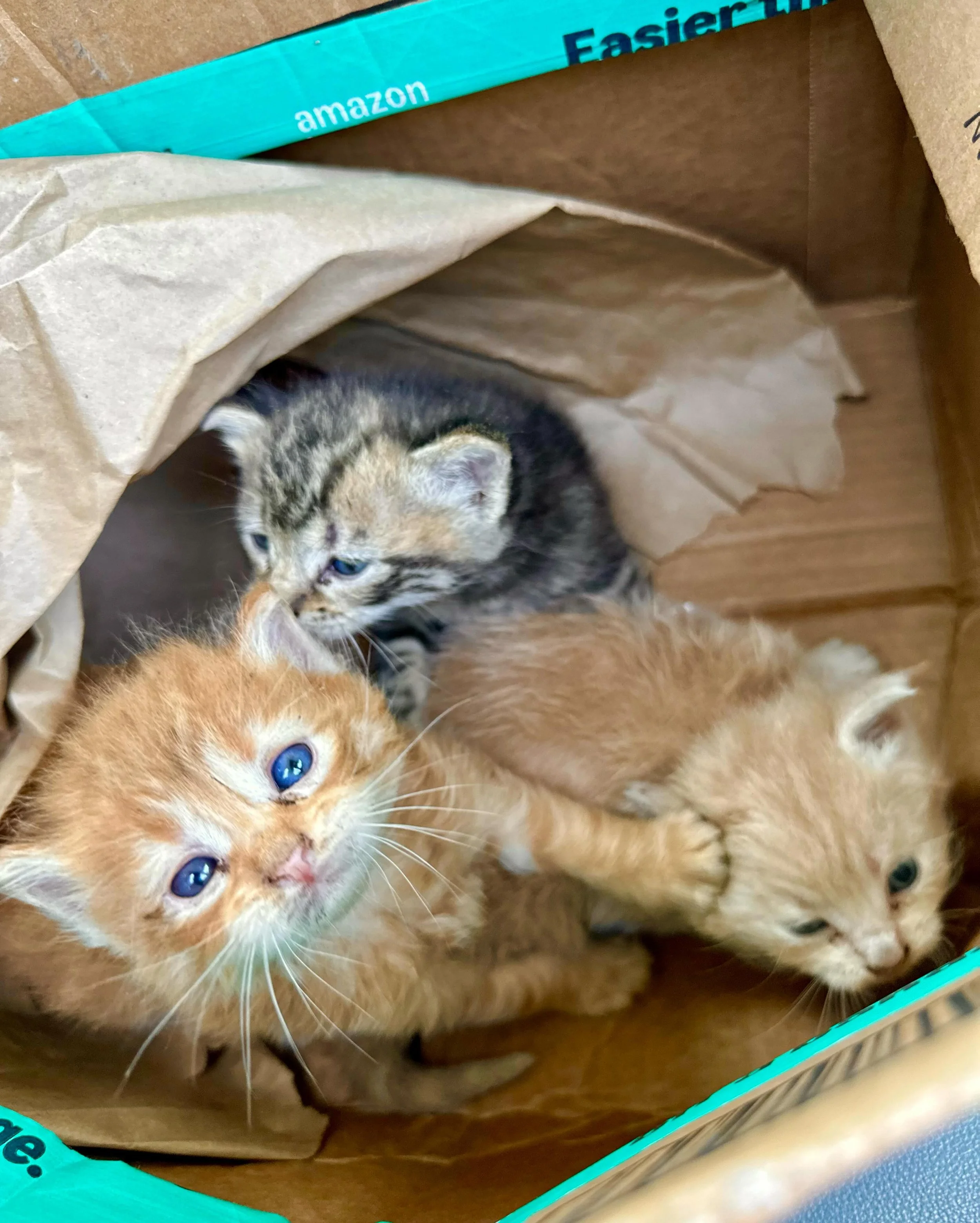 We have a triple match for Giving Tuesday &mdash; our biggest ever! 

A group of generous donors has entrusted us with a remarkable $30,000 end-of-year challenge, and between now and Giving Tuesday, every gift is TRIPLED.

This is an incredible oppor