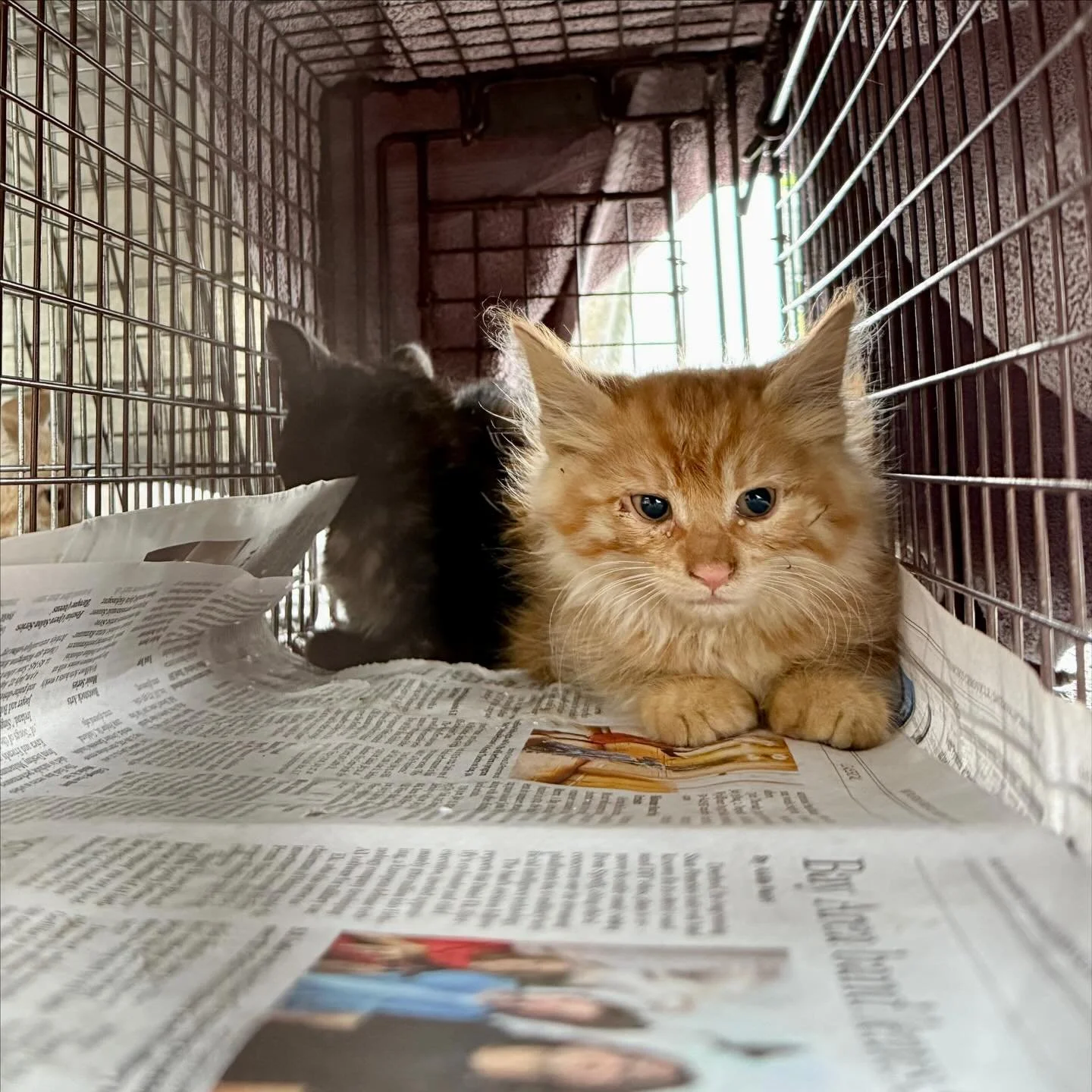 Today&rsquo;s triple match for Giving Tuesday means more glow ups for kittens like Tag! 

We have a $30,000&nbsp;end-of-year challenge match and today your dollar goes three times as far! 

Donate at the link in our bio! 

Did you know that the vast 